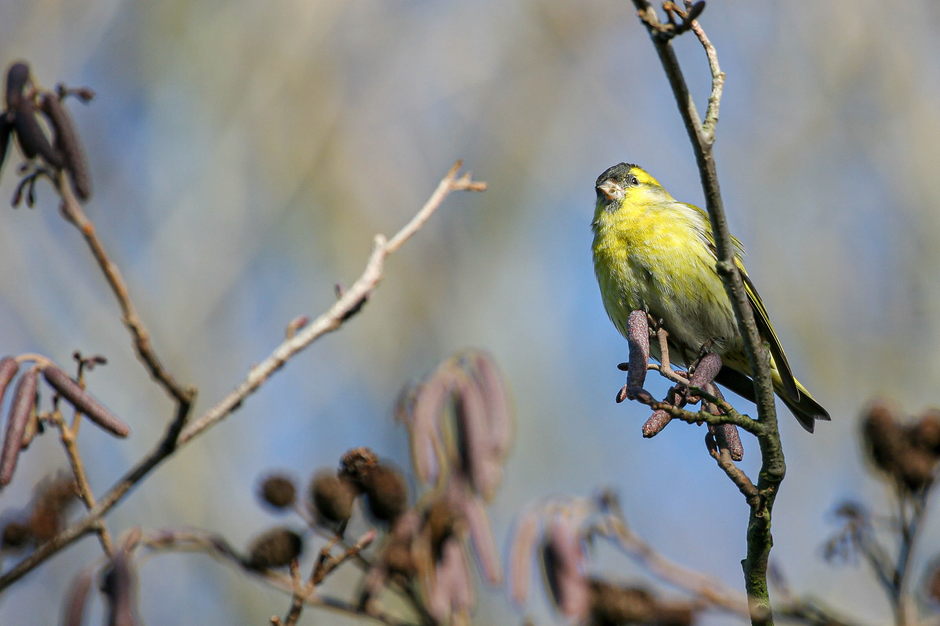 Siskin