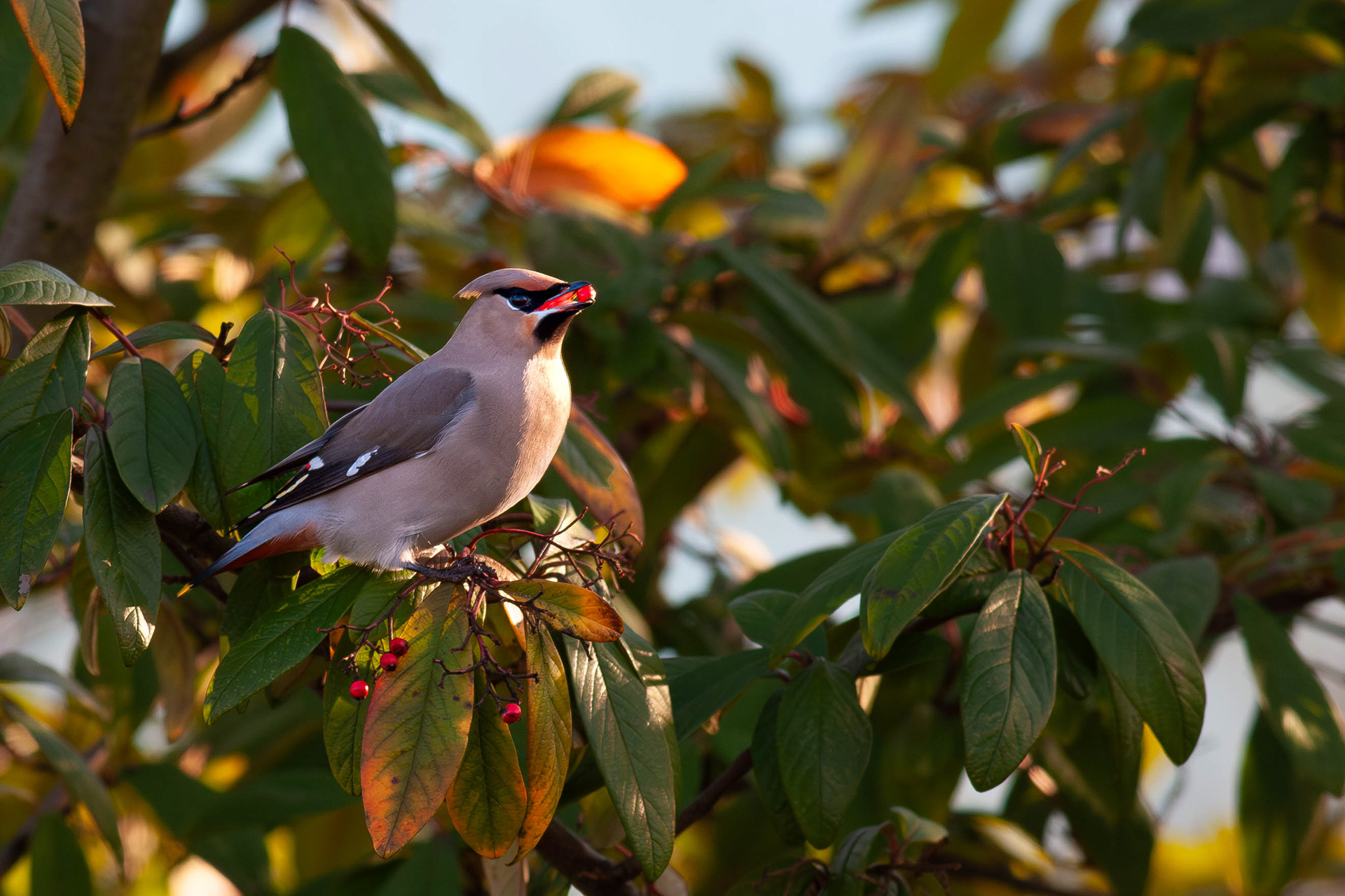 Waxwing (formerly Bohemian Waxwing)