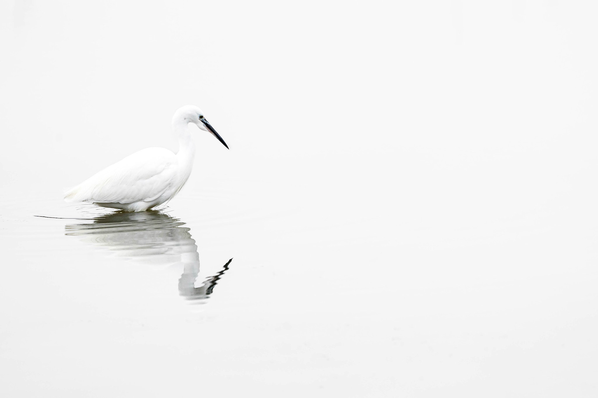 Little Egret