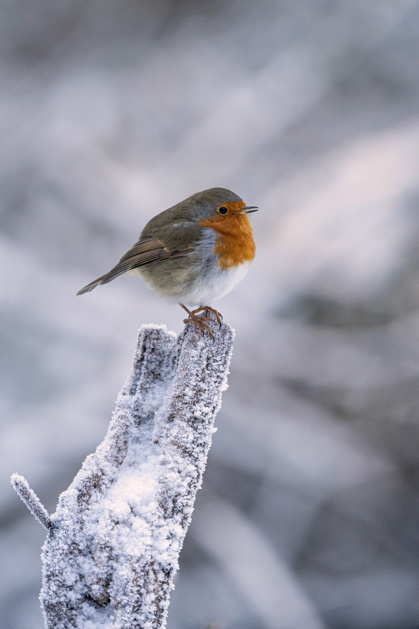 European Robin
