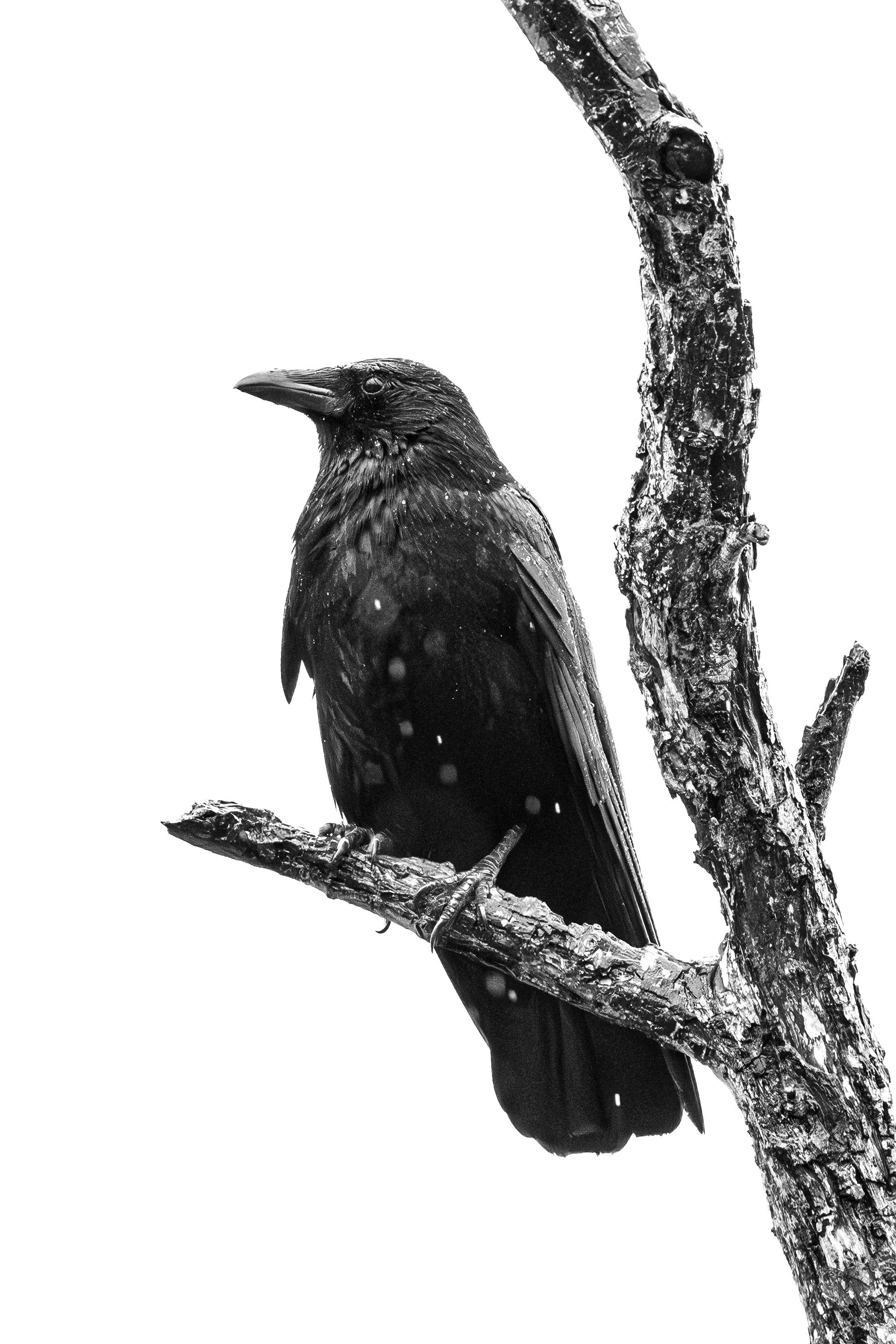 Carrion Crow
