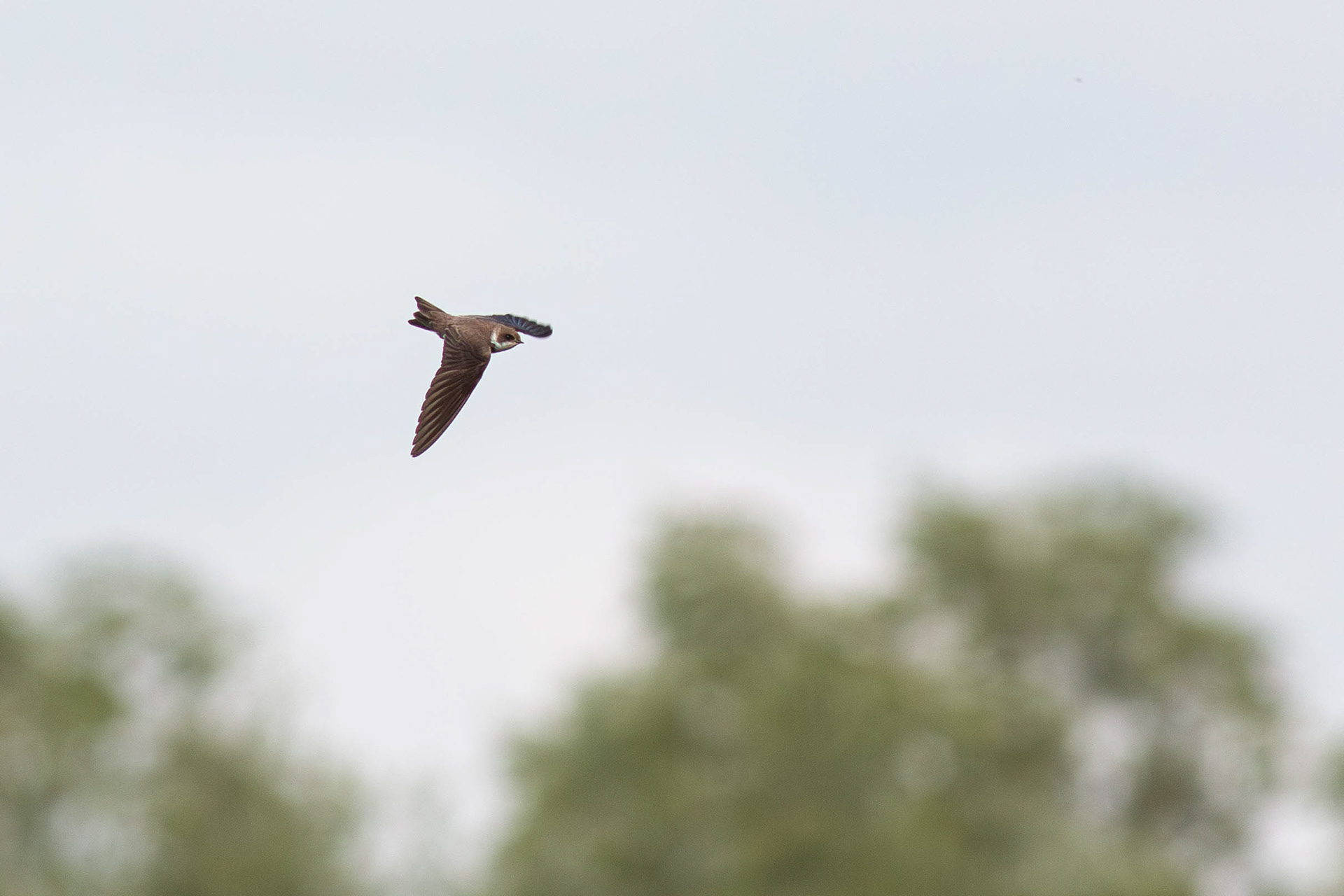 Sand Martin in flight