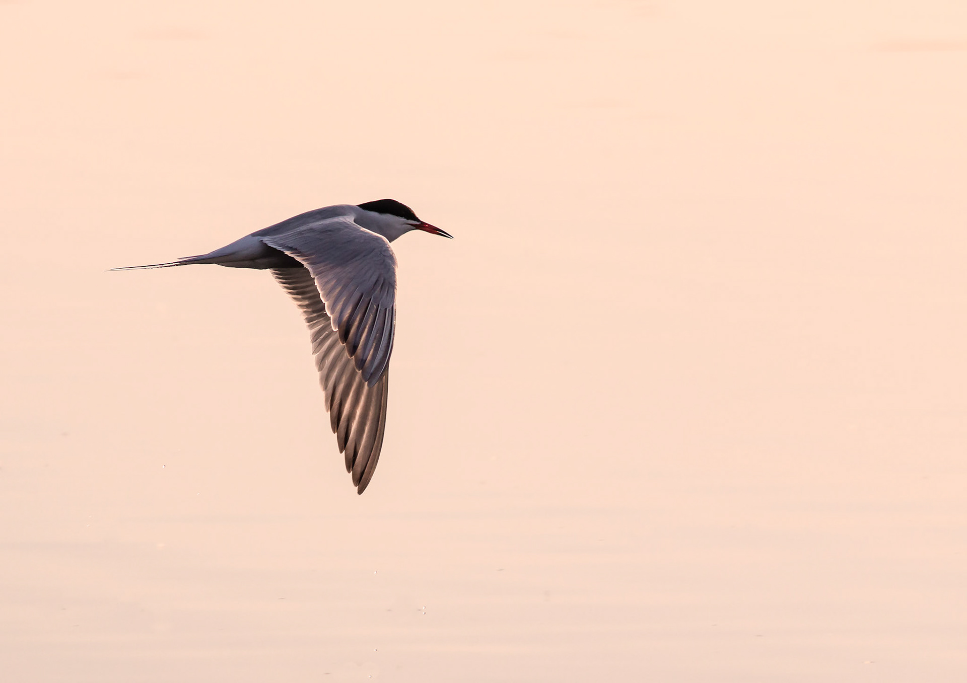 Common Tern