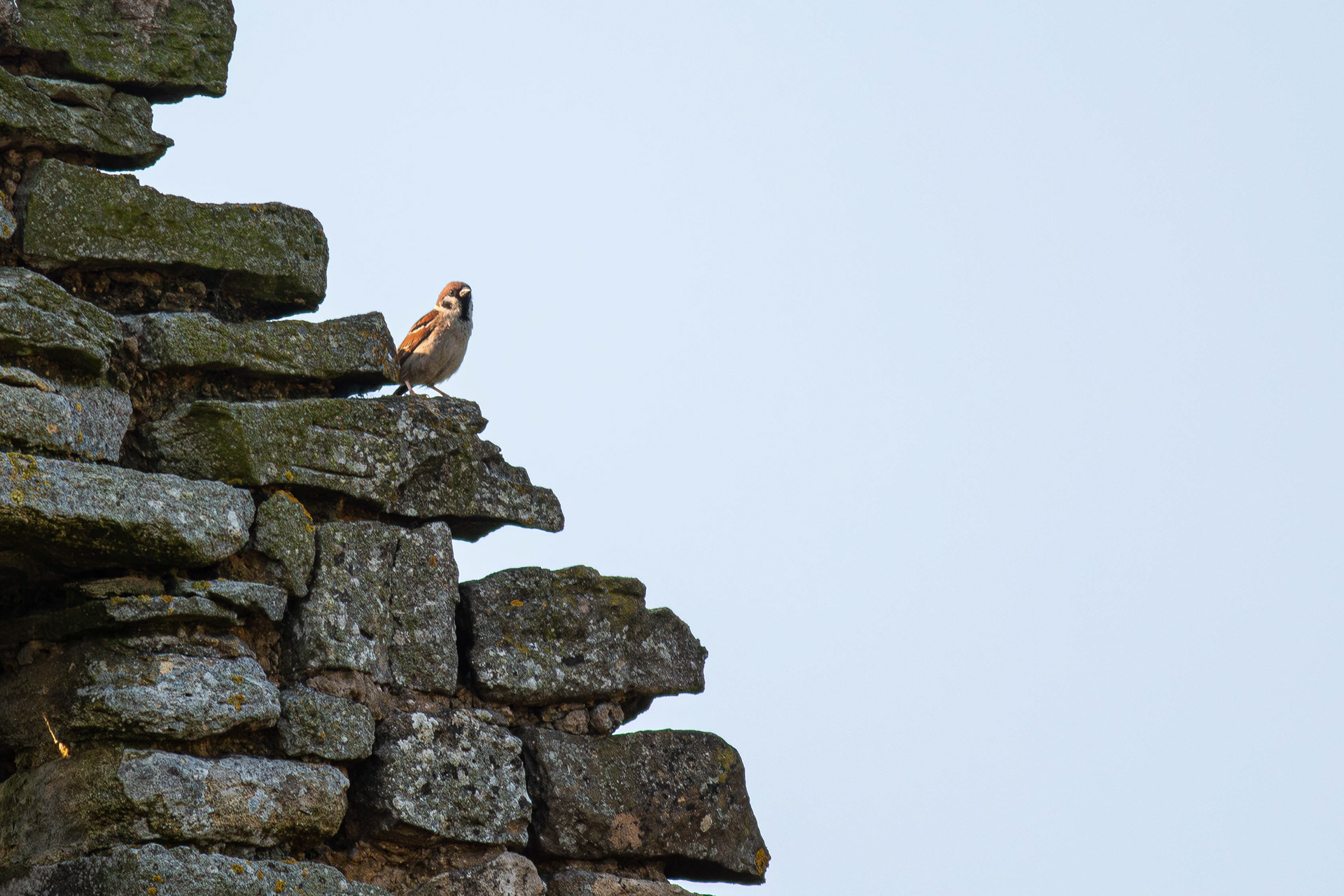 Tree Sparrow