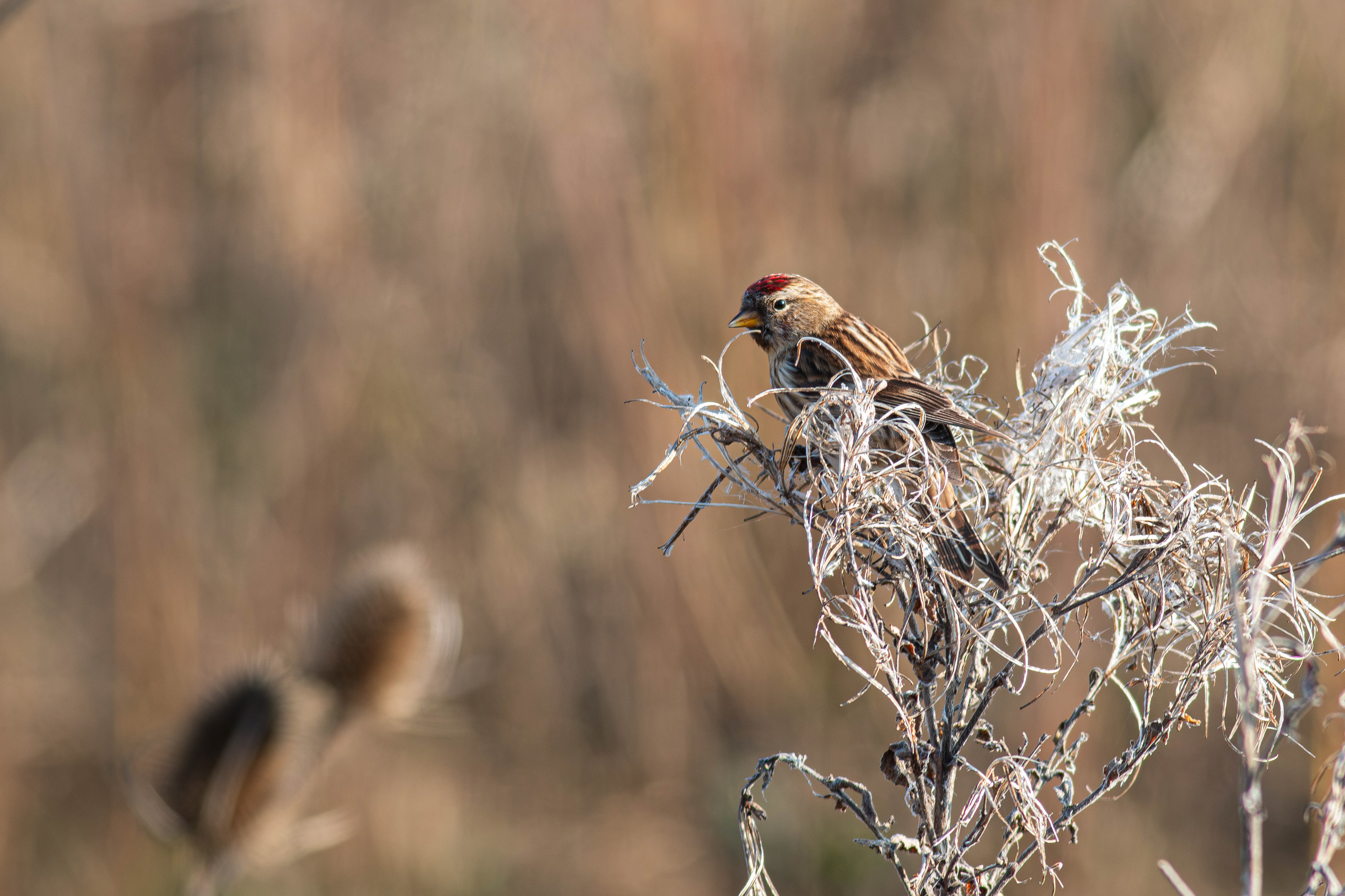 Redpoll (Mealy/Lesser)