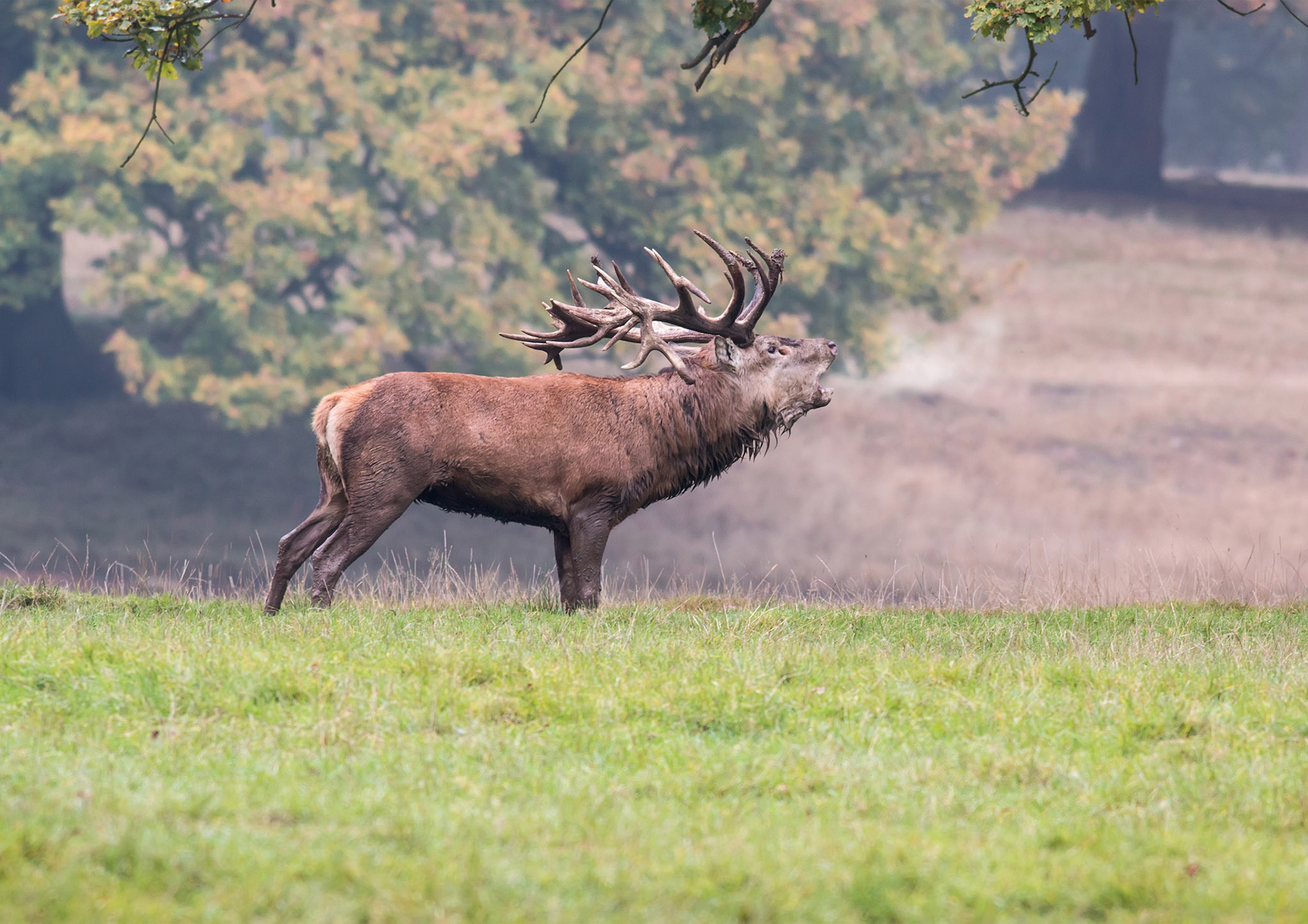 Red Deer
