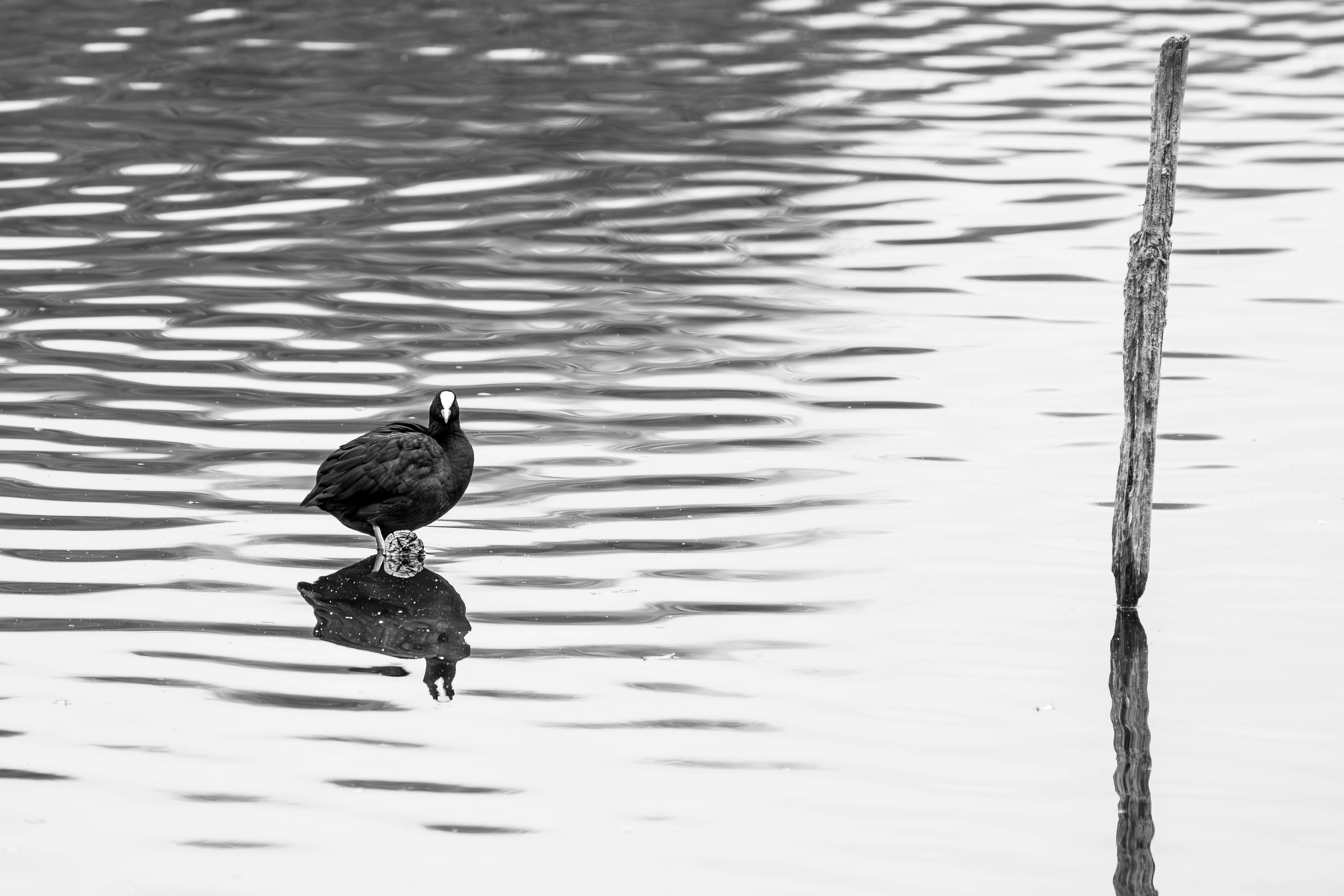 Eurasian Coot (in black and white)