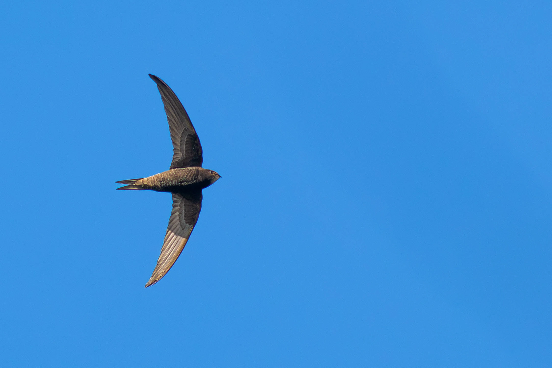 Common Swift