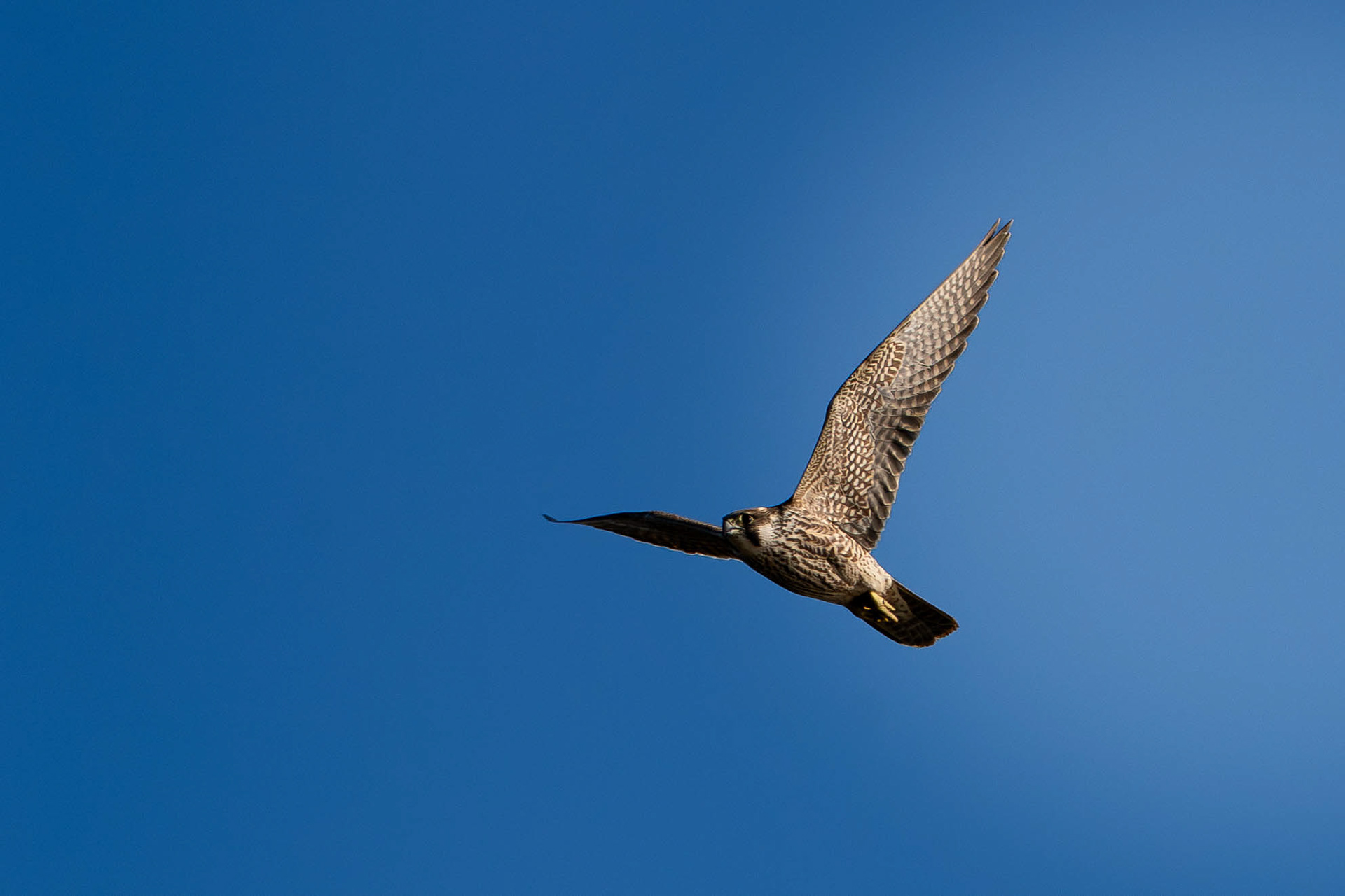 Peregrine (Juv)