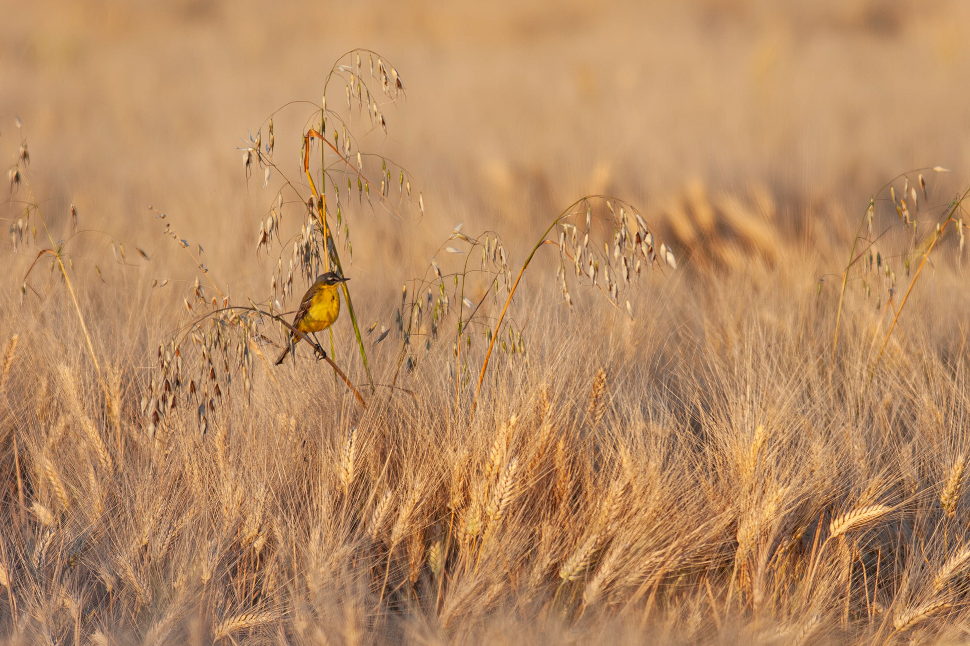 Yellow Wagtail (Blue Headed in France)
