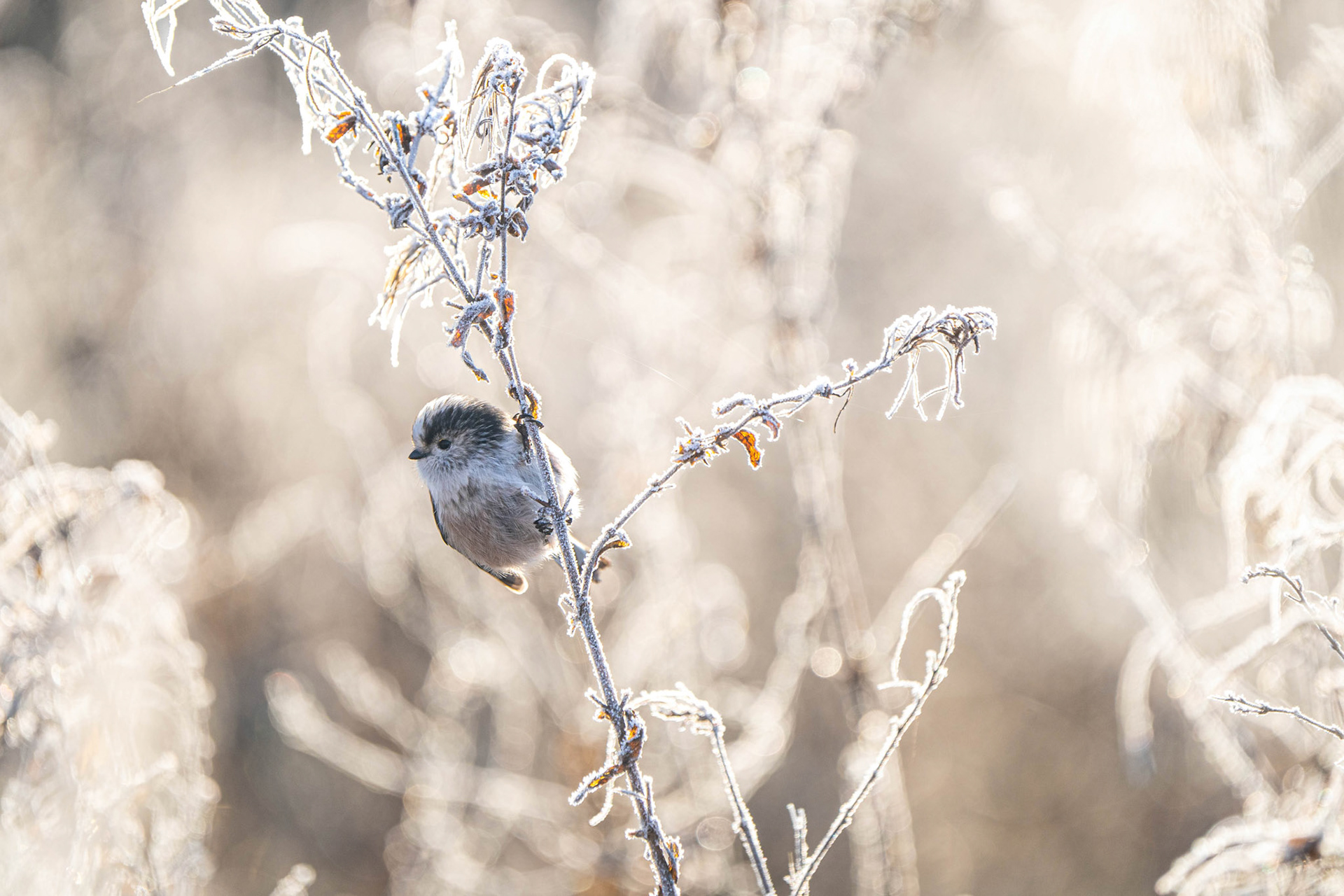 Long-Tailed Tit