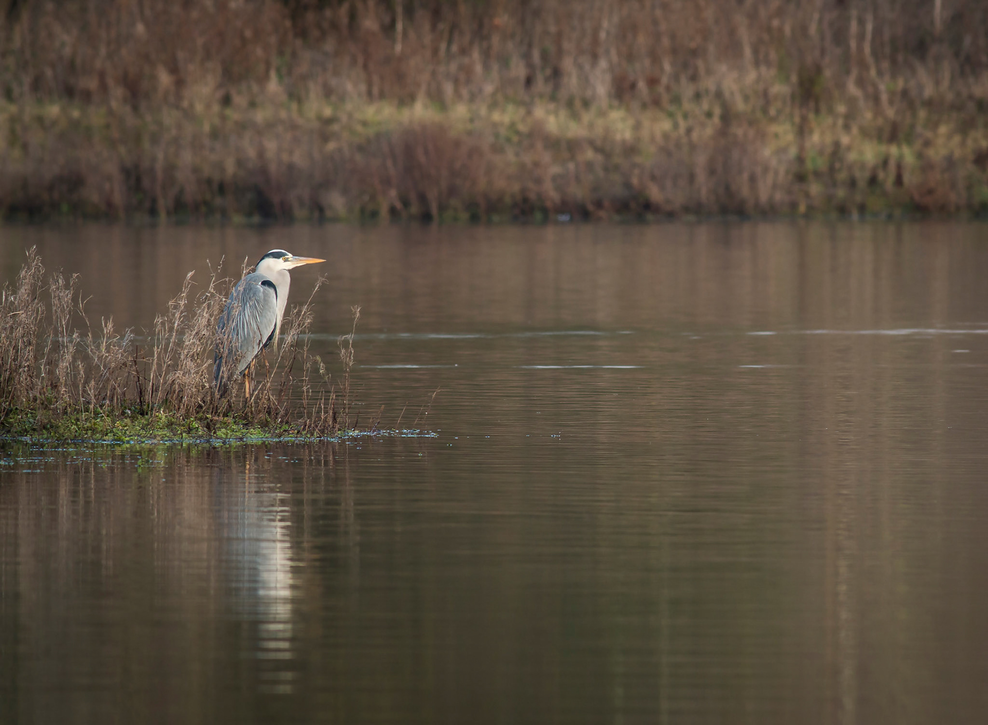 Grey Heron