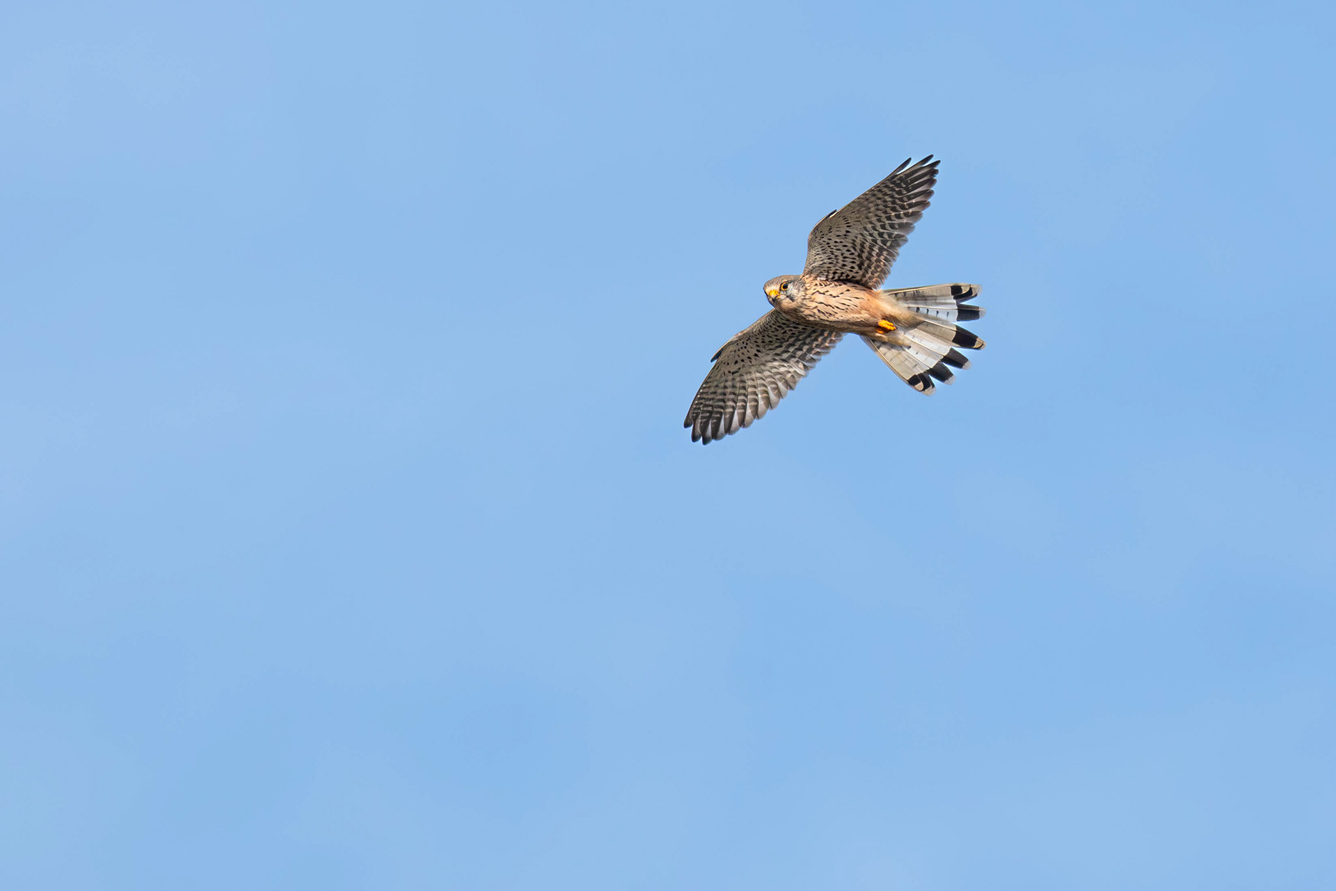 Common Kestrel in flight
