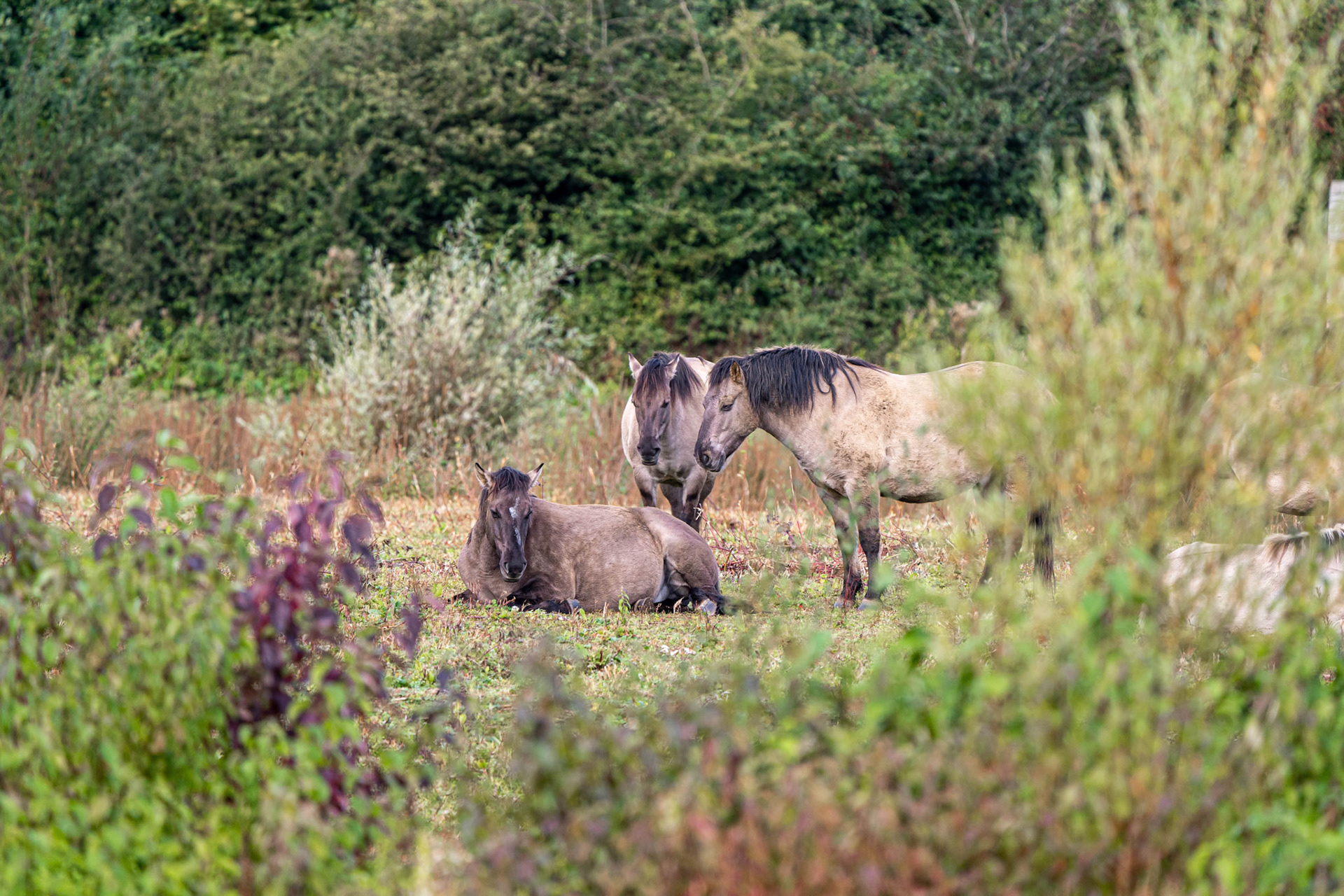 Konik Ponies