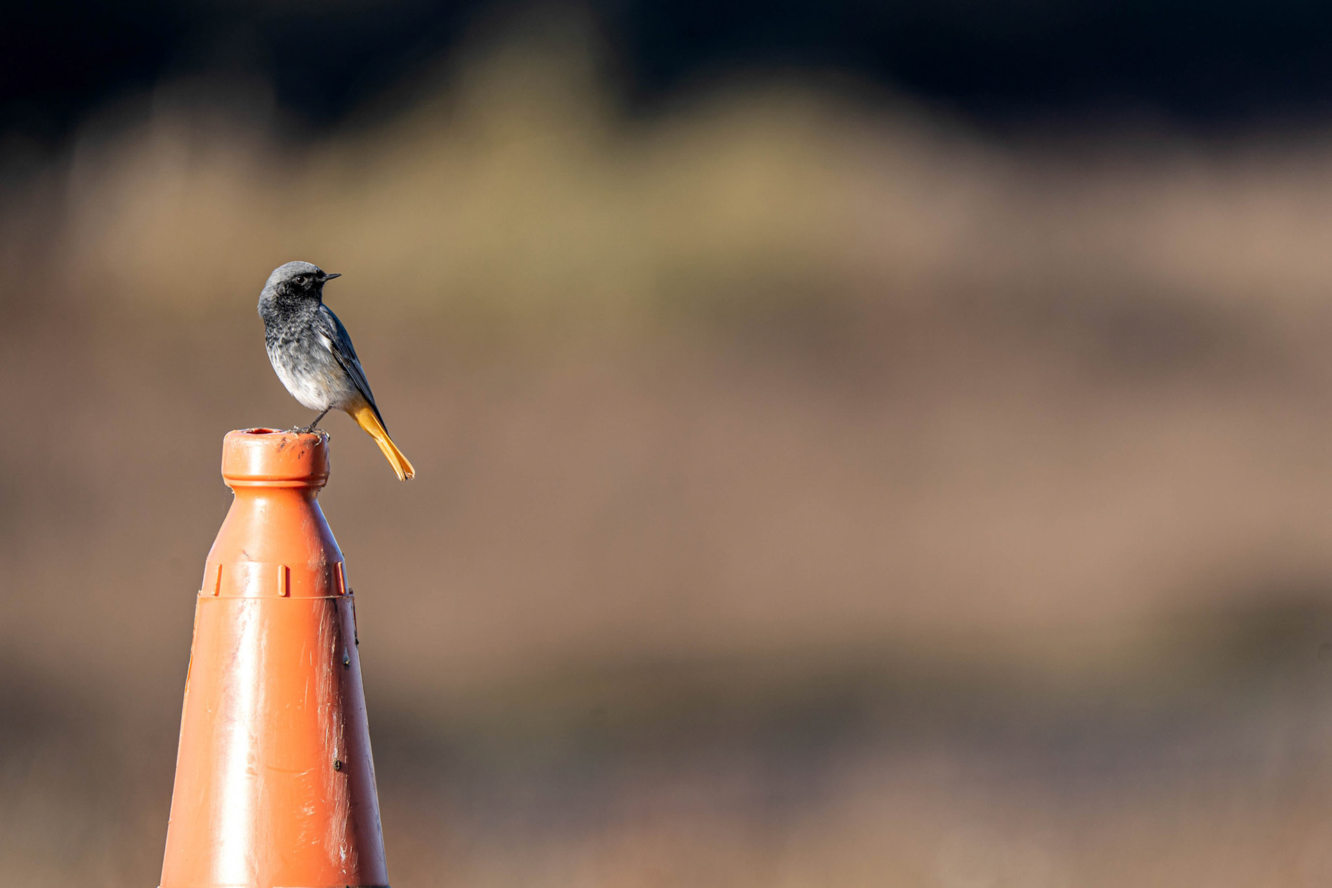 Black Redstart