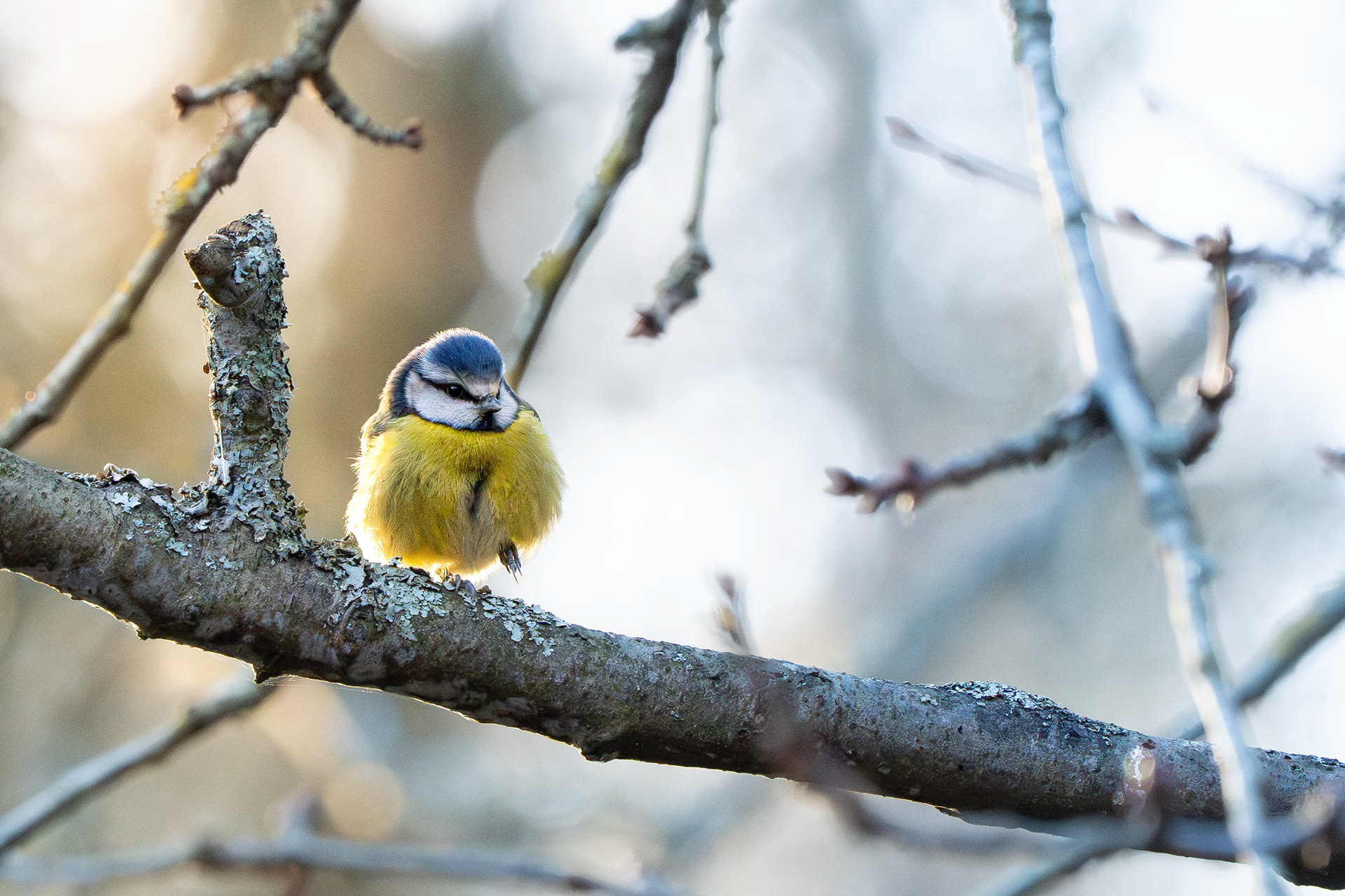 Blue Tit