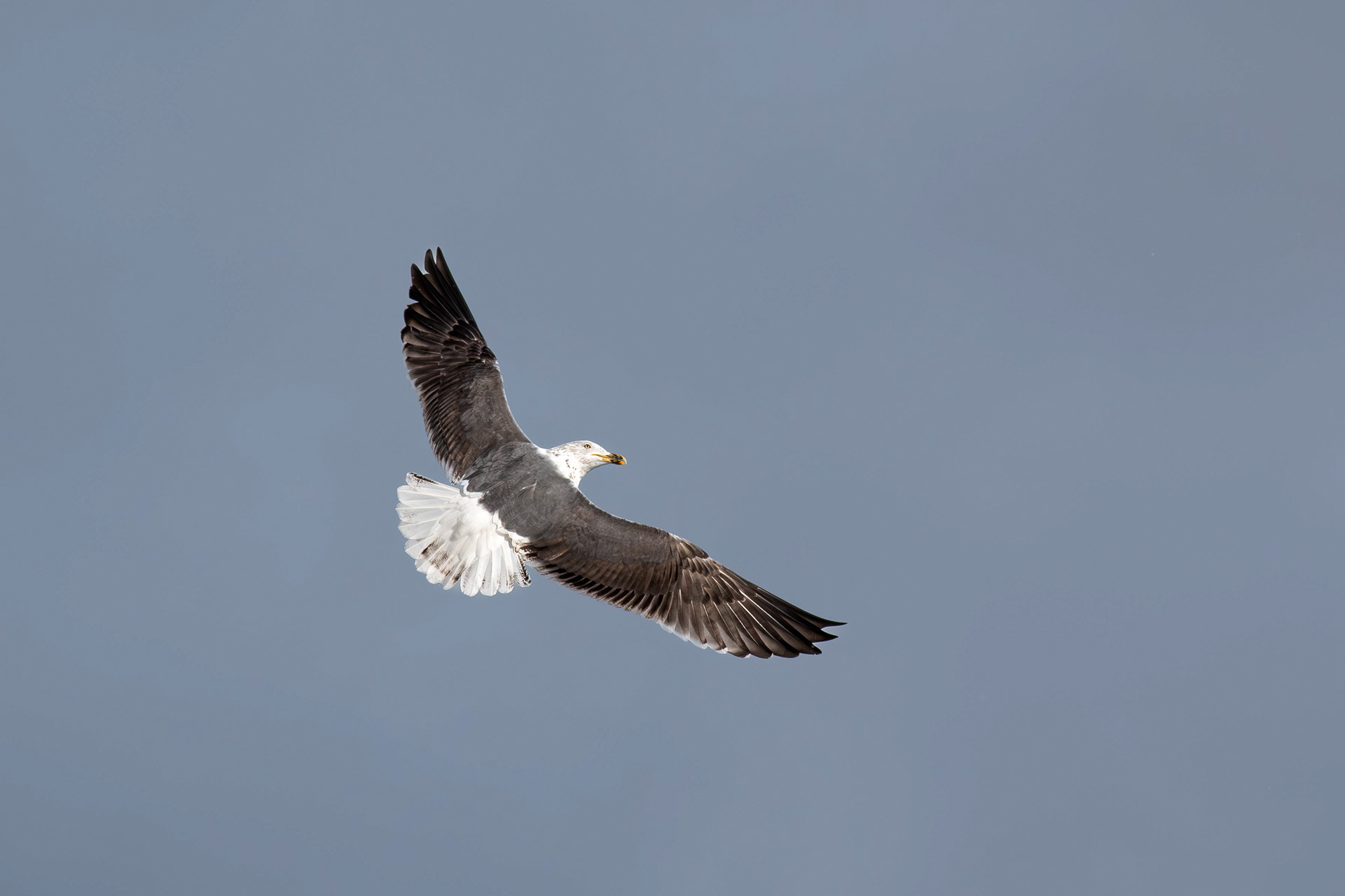 Lesser black-backed Gull