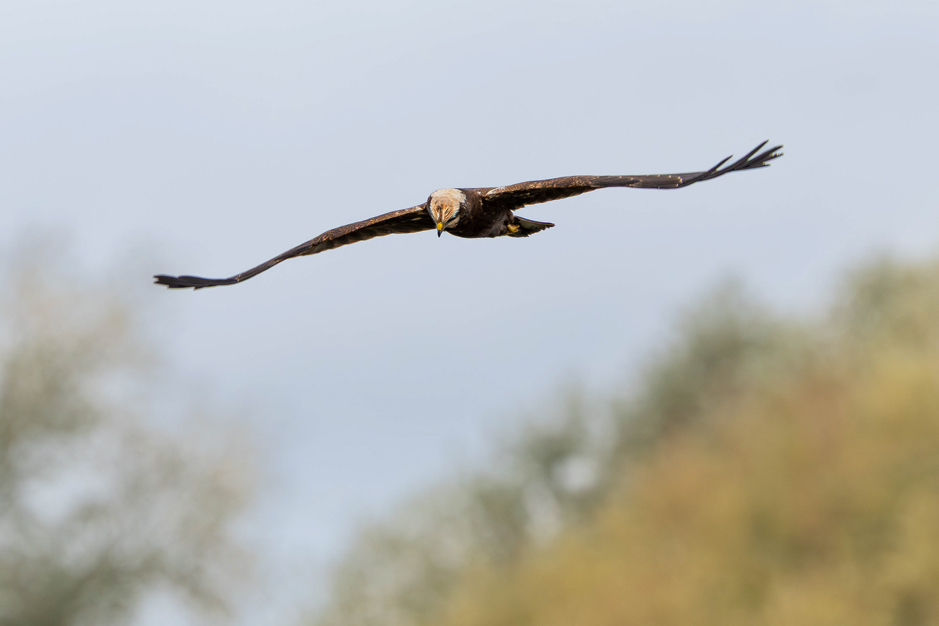 Marsh Harrier (Female)