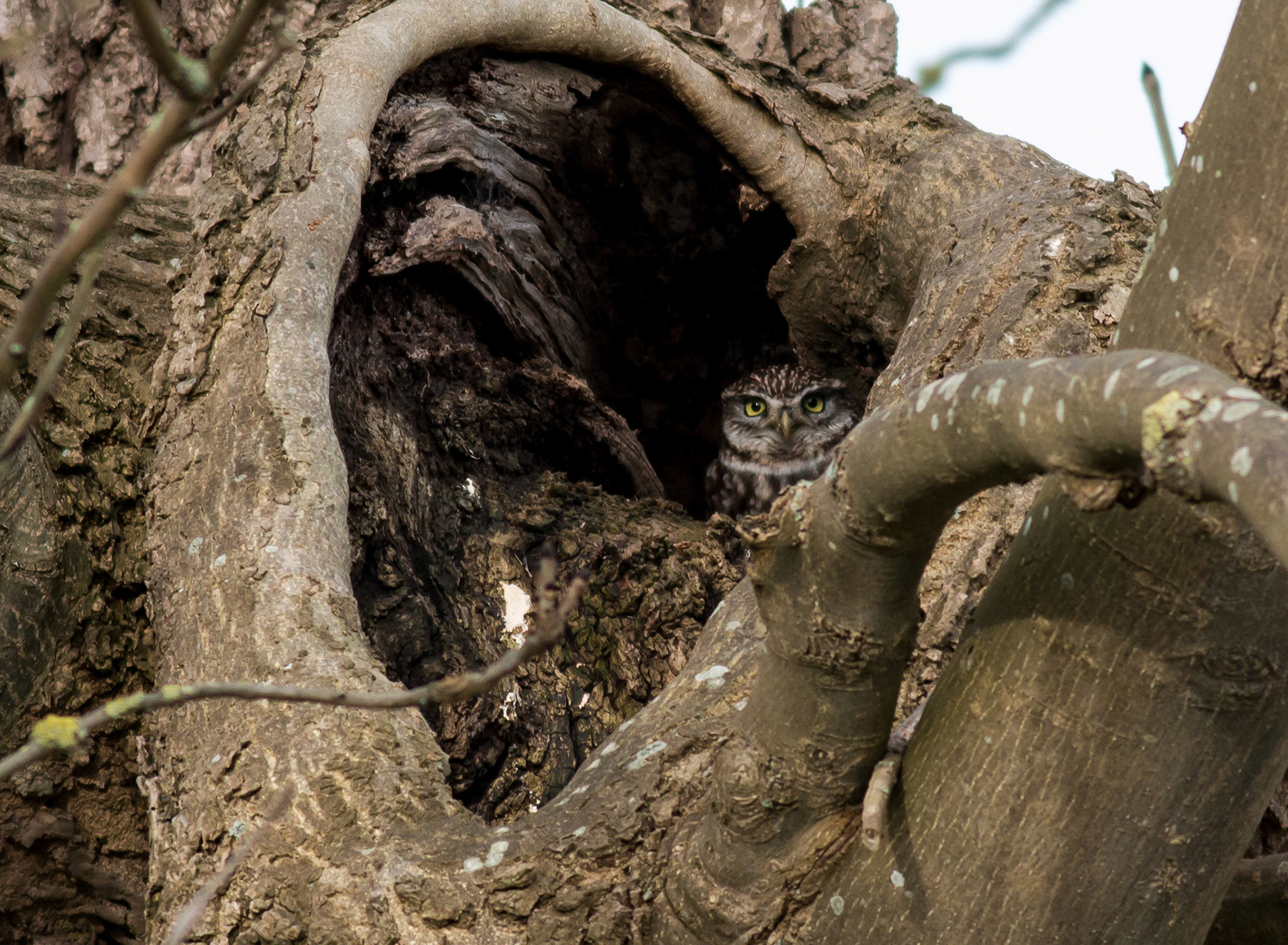 Little Owl