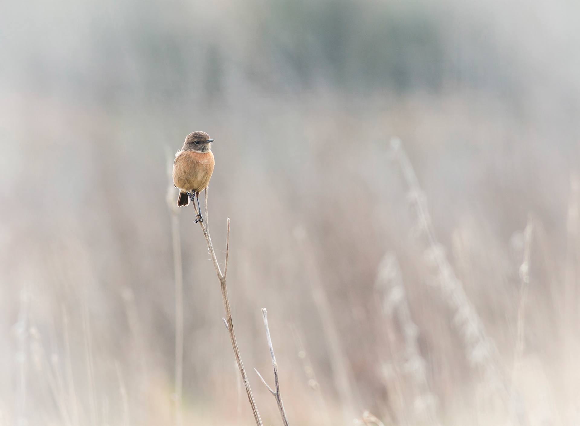 Stonechat