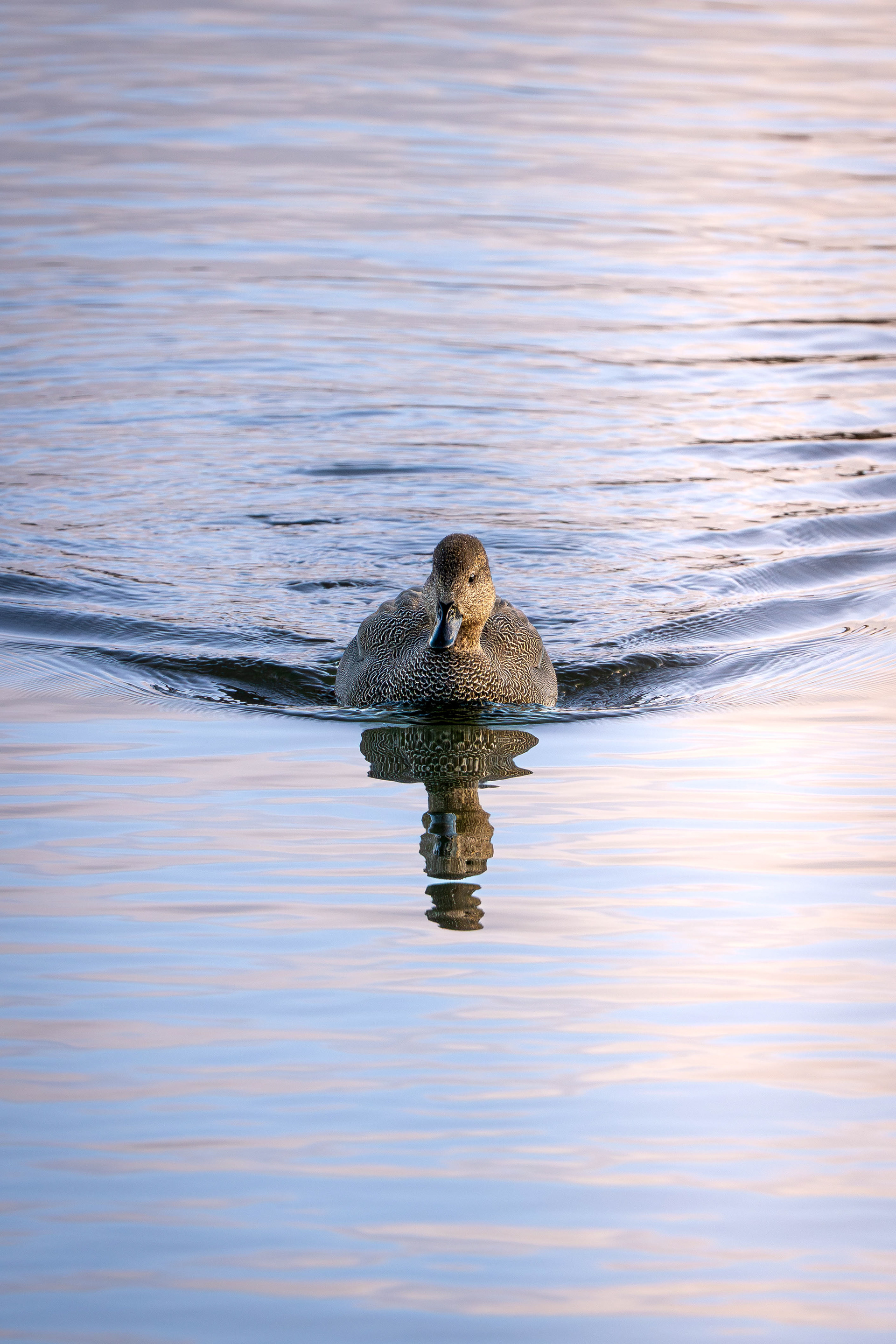 Gadwall (Male)