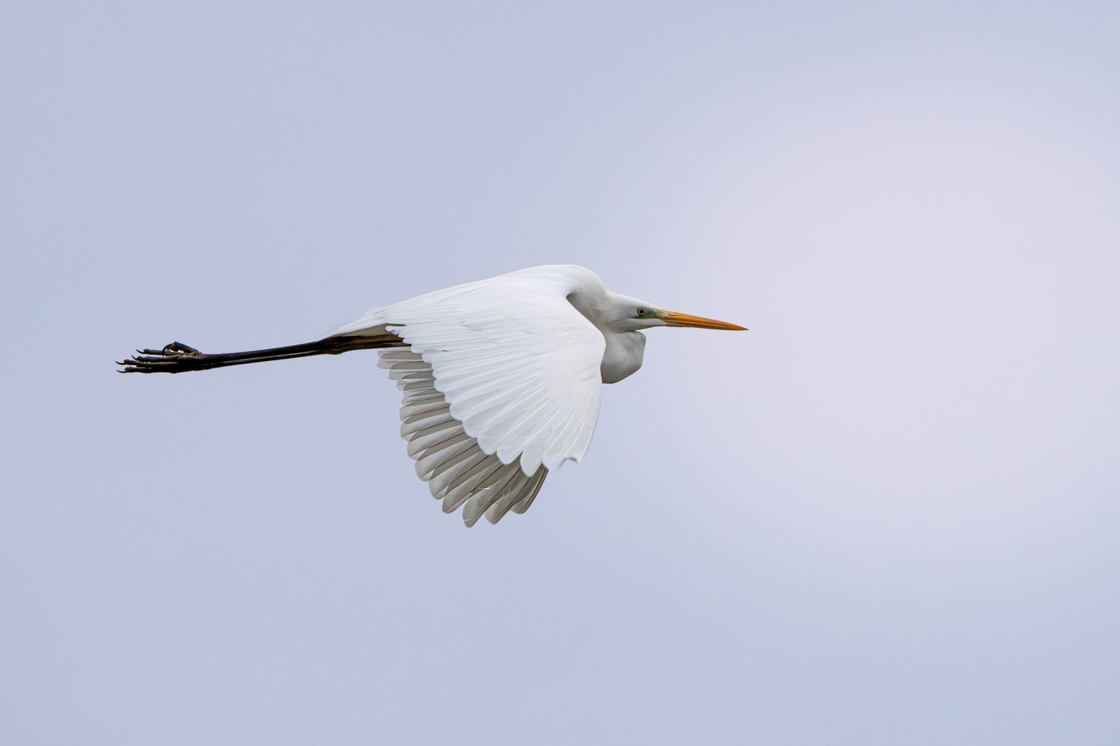 Great White Egret flight