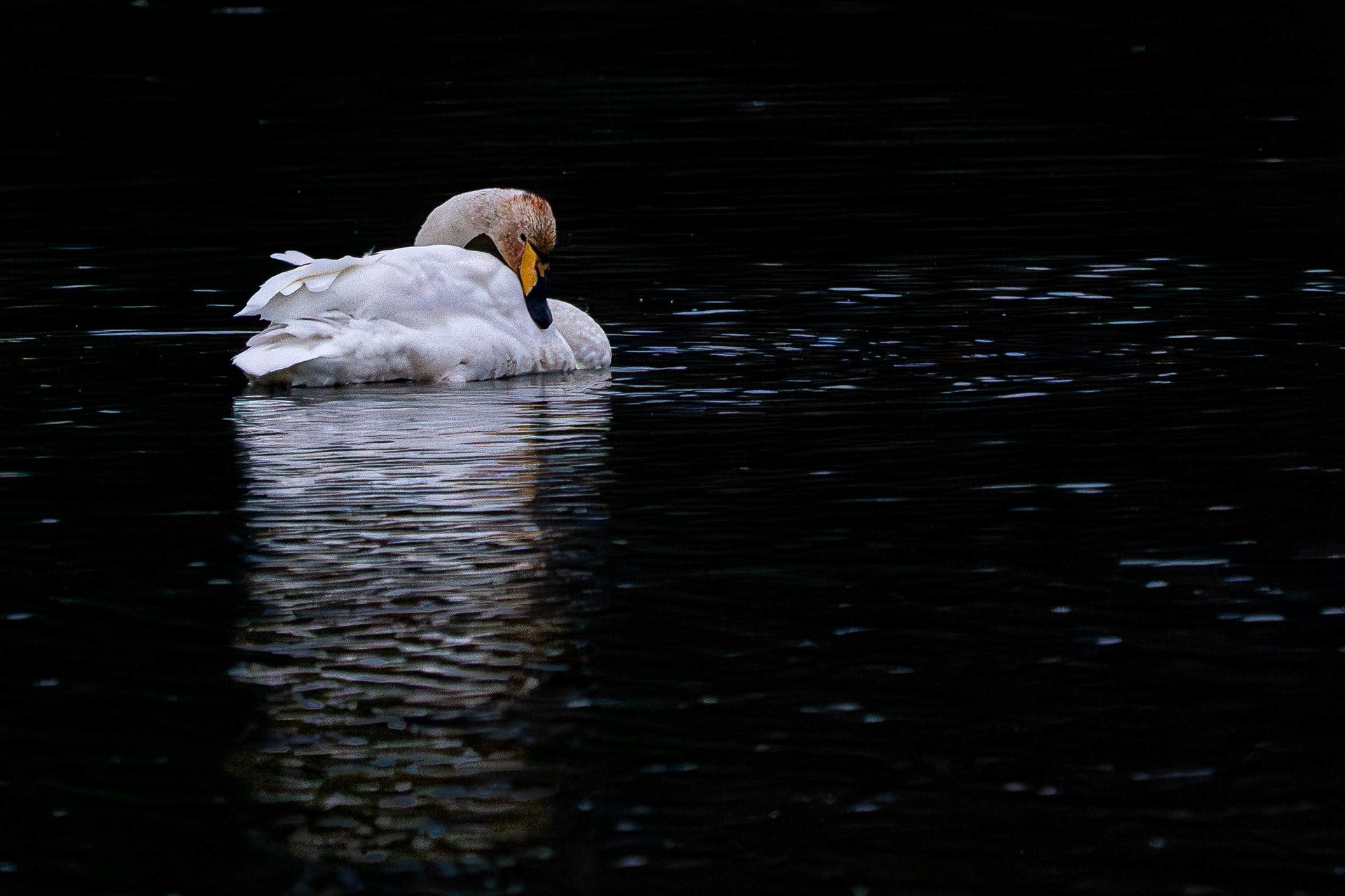 Whooper Swan