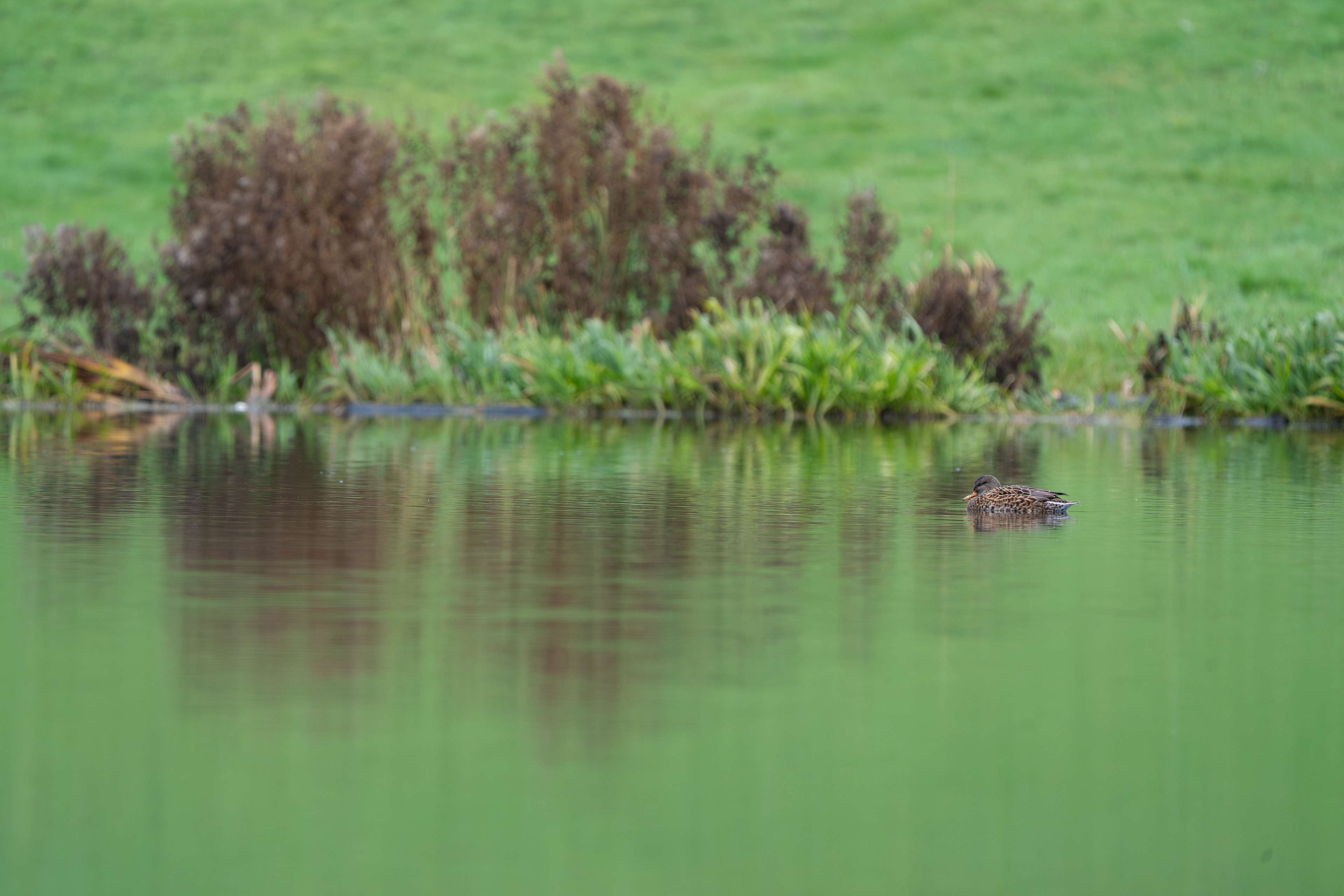 Gadwall (female)