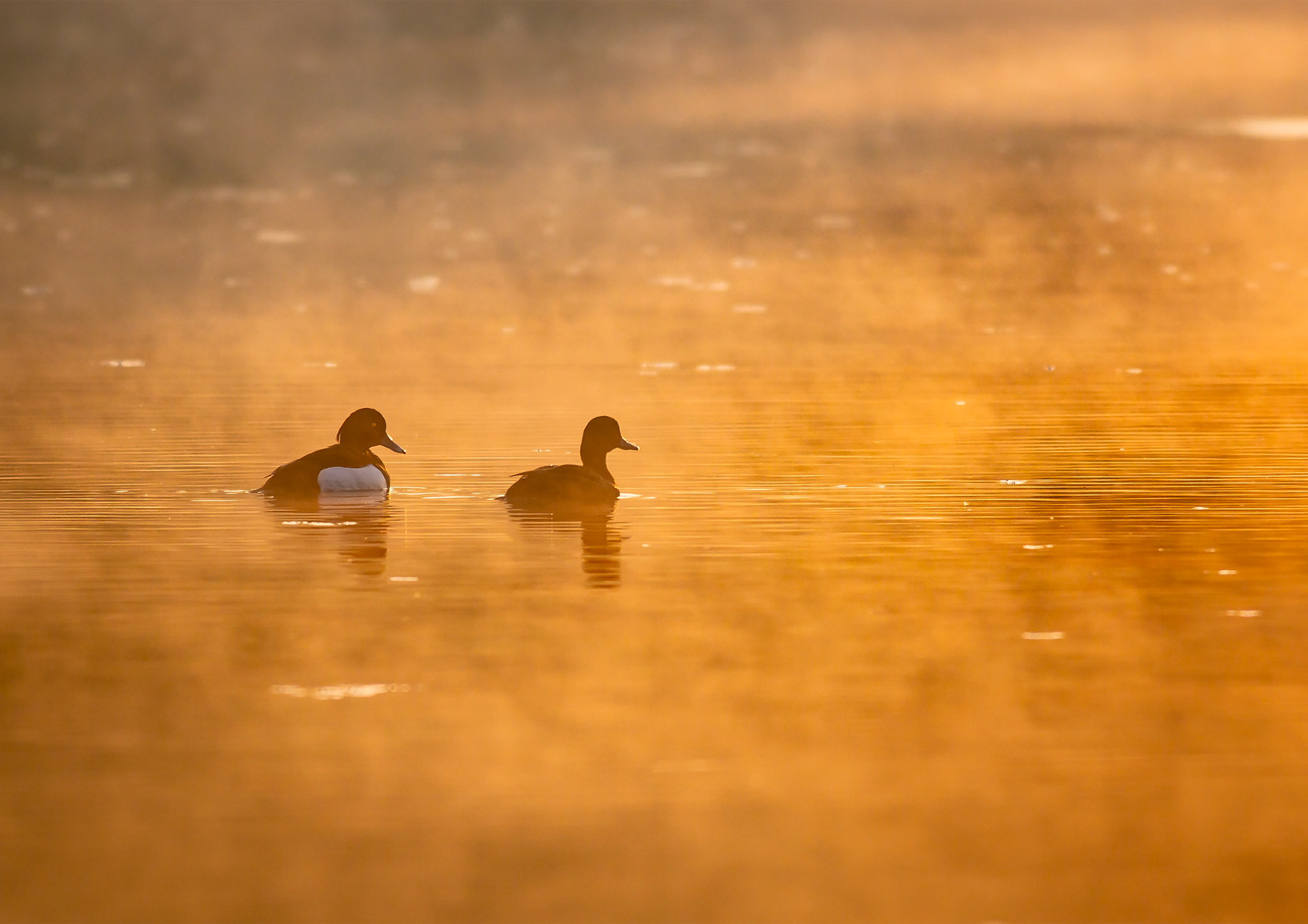 Tufted Duck