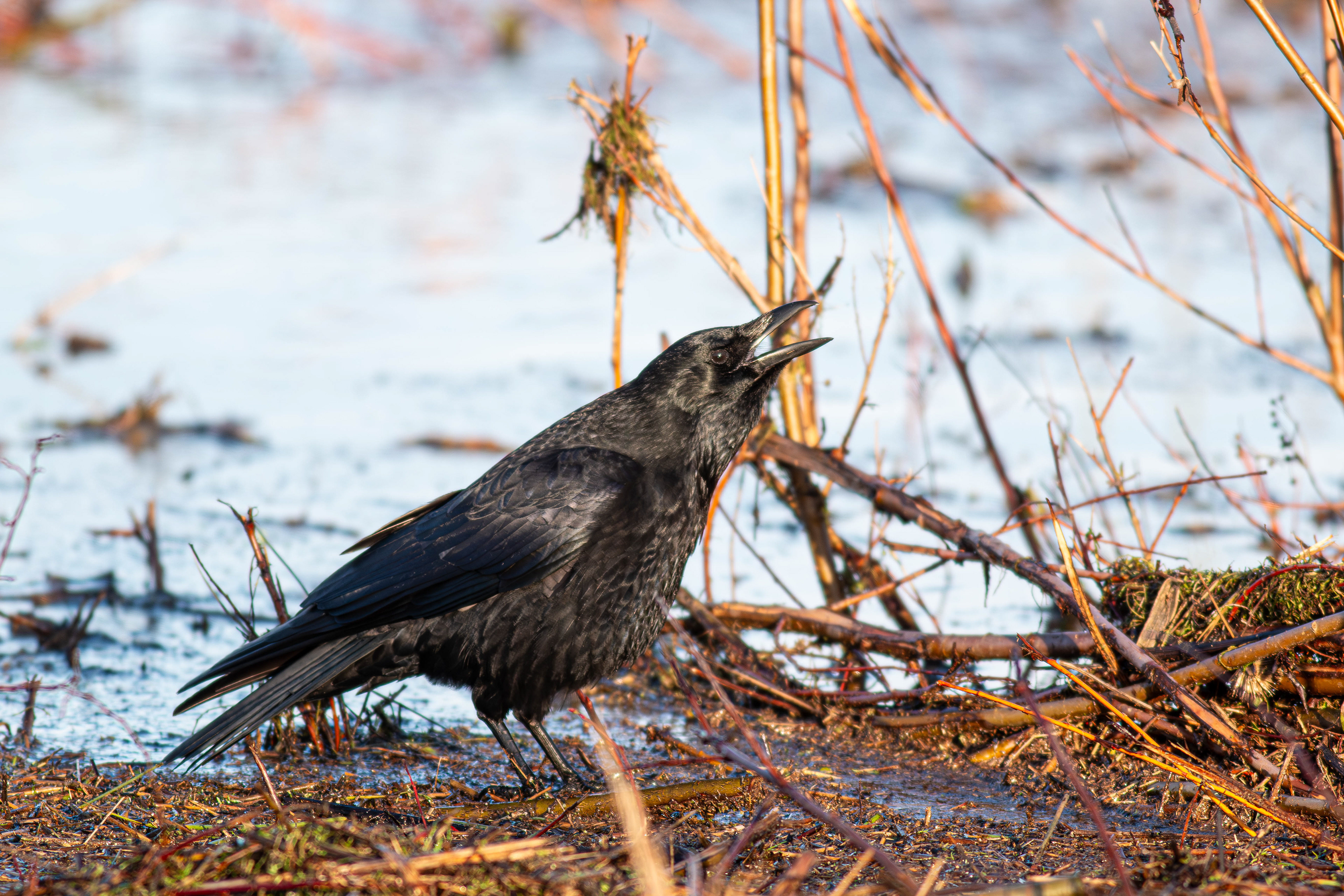Carrion Crow