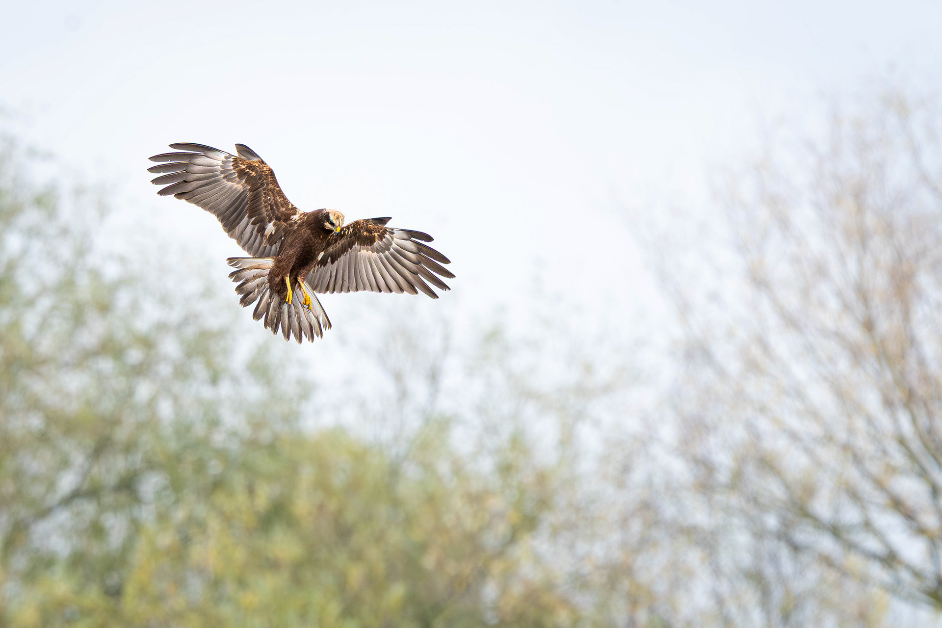 Marsh Harrier (Female)