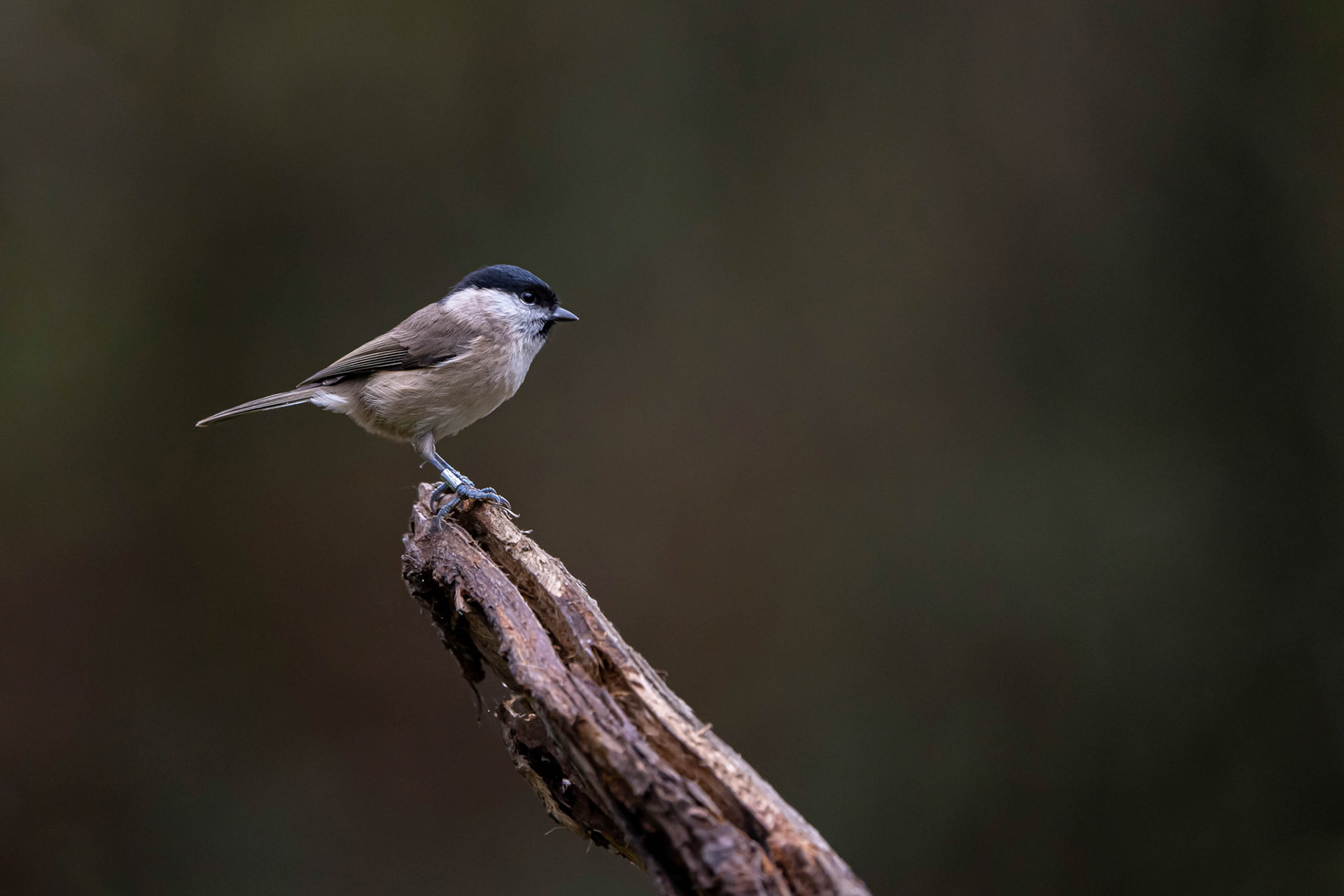 Marsh Tit