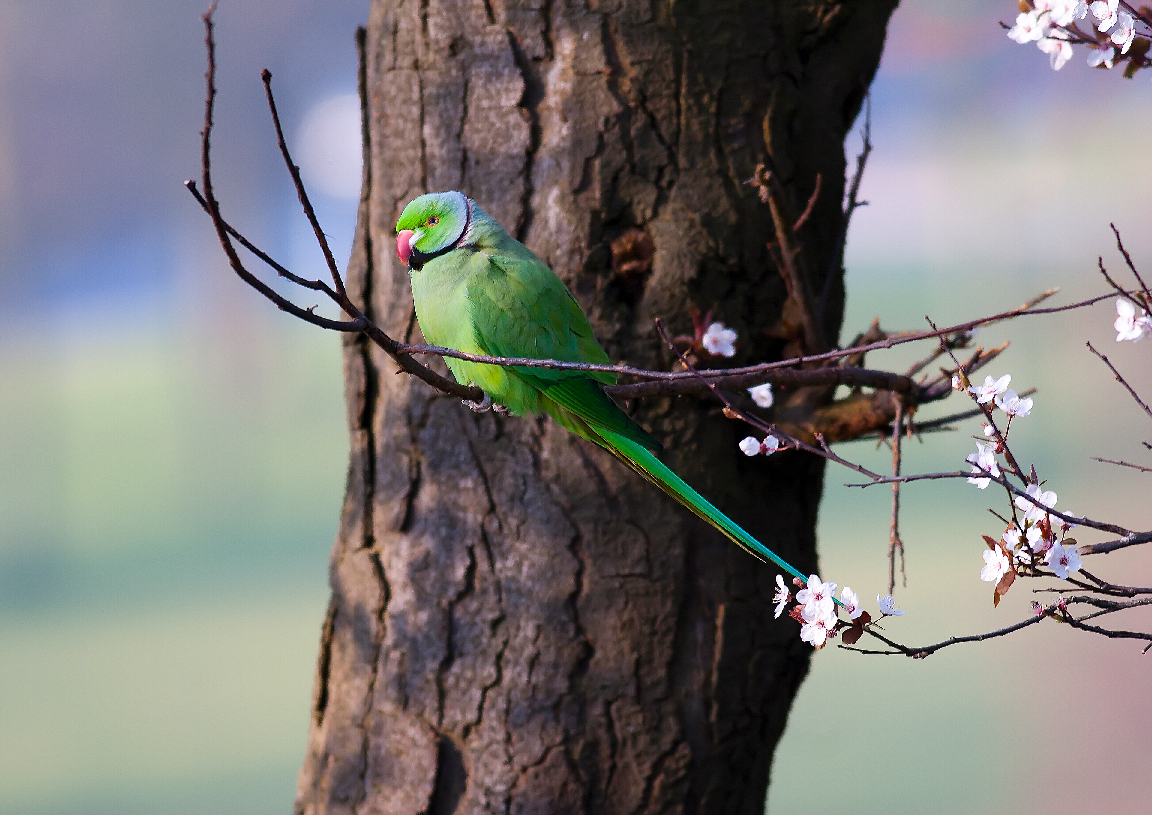 Ring-Necked Parakeet (or is it rose ringed? Much nicer name)