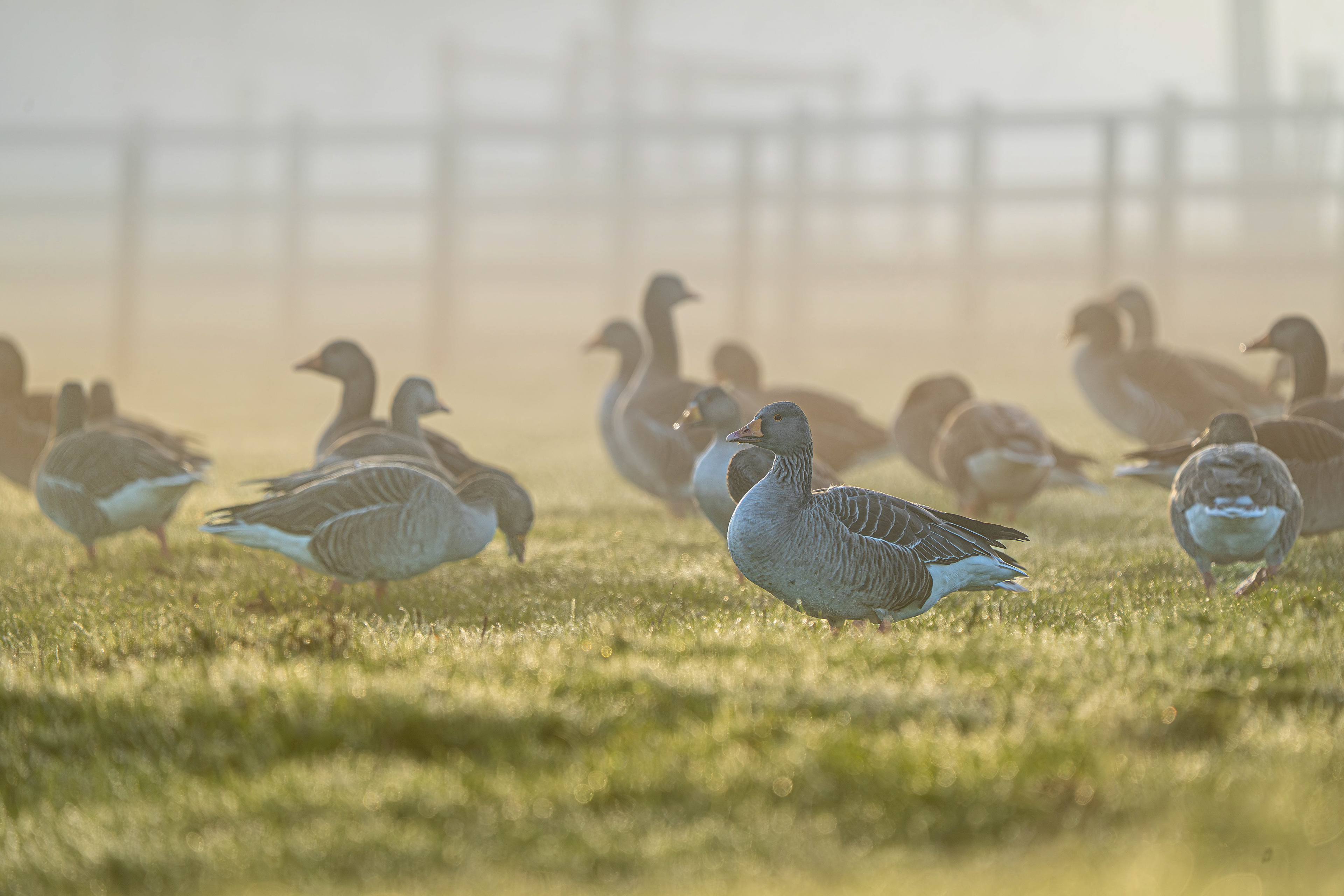 Greylag Geese in morning mist