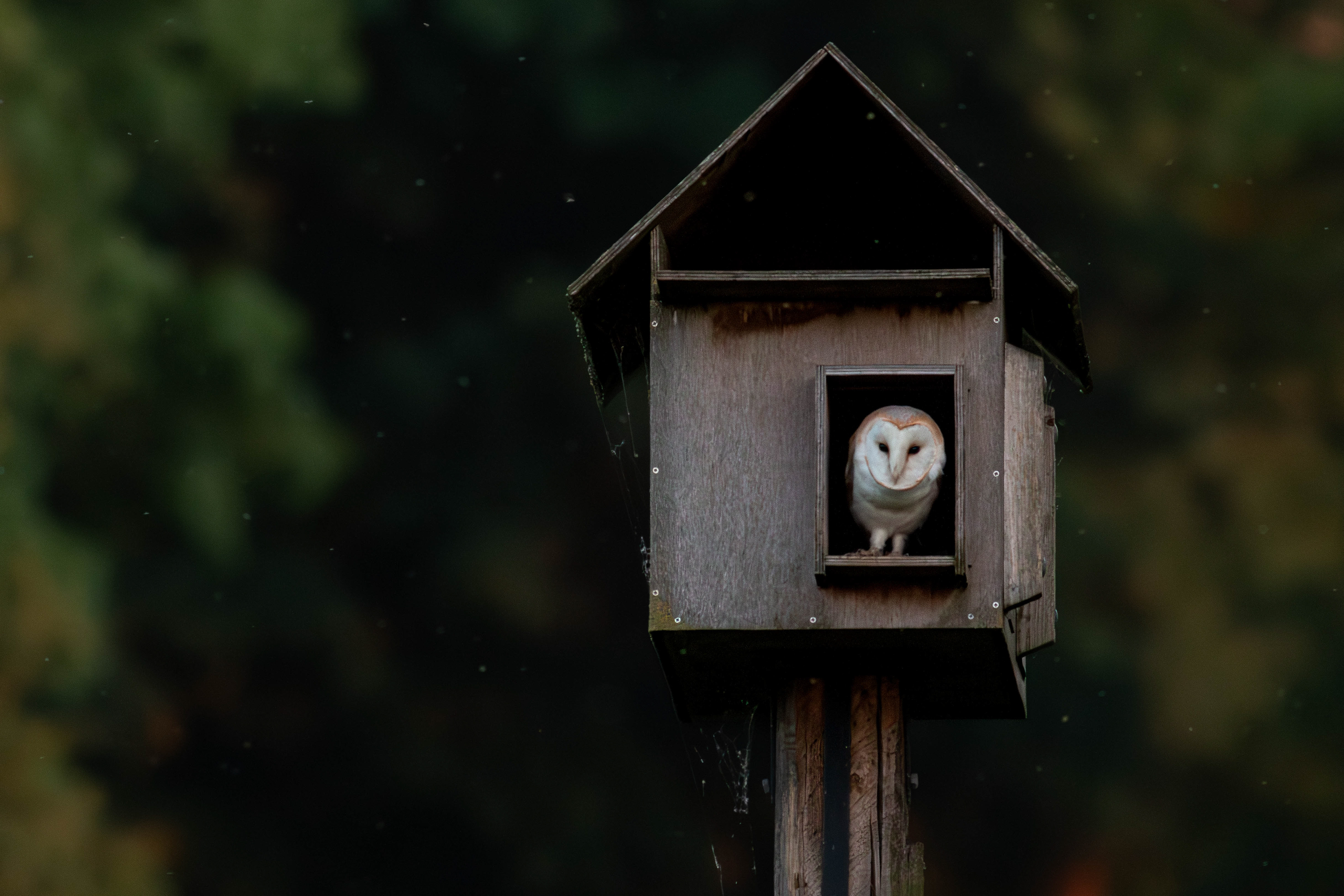 Barn owl at Dawn
