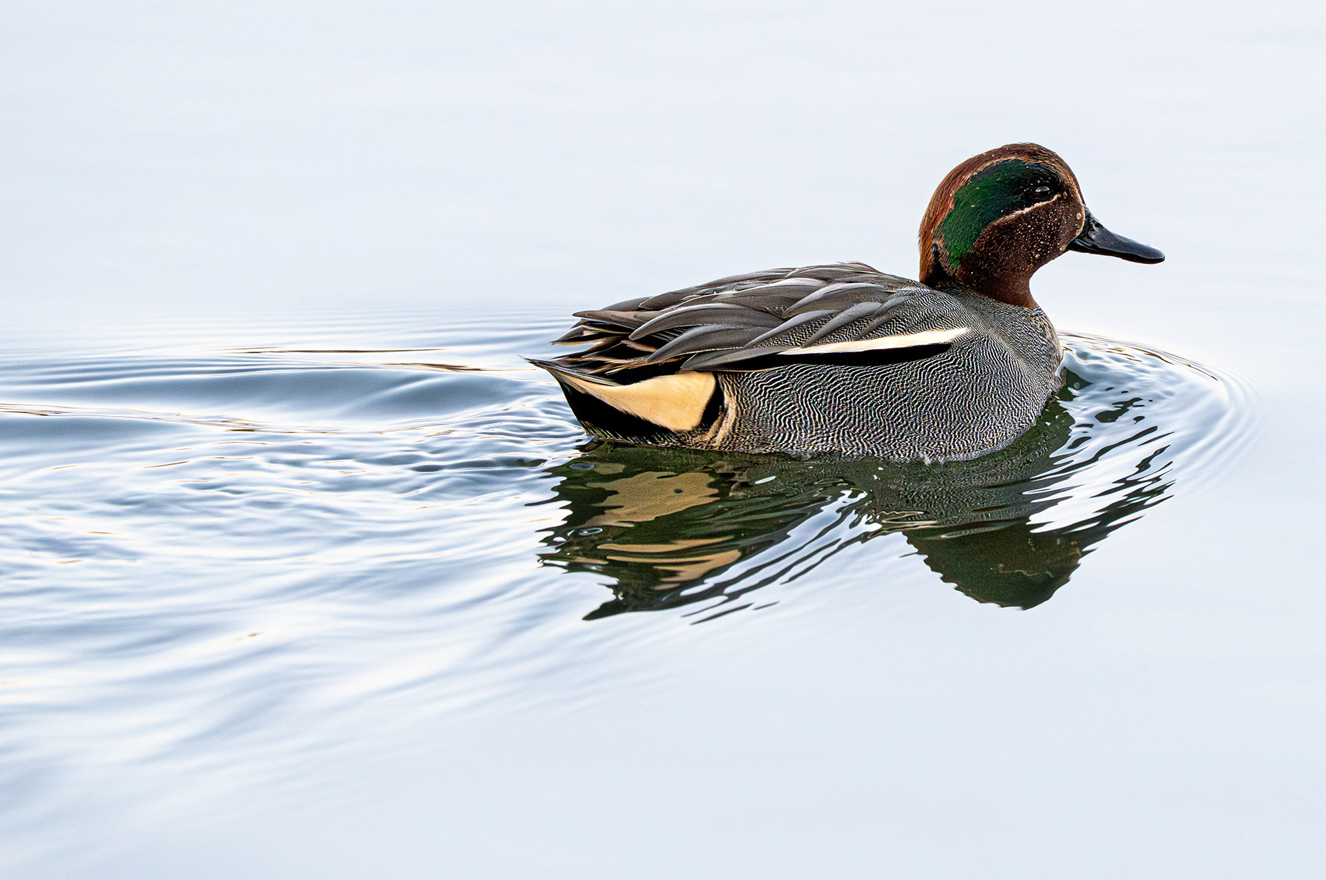 Teal (Male)