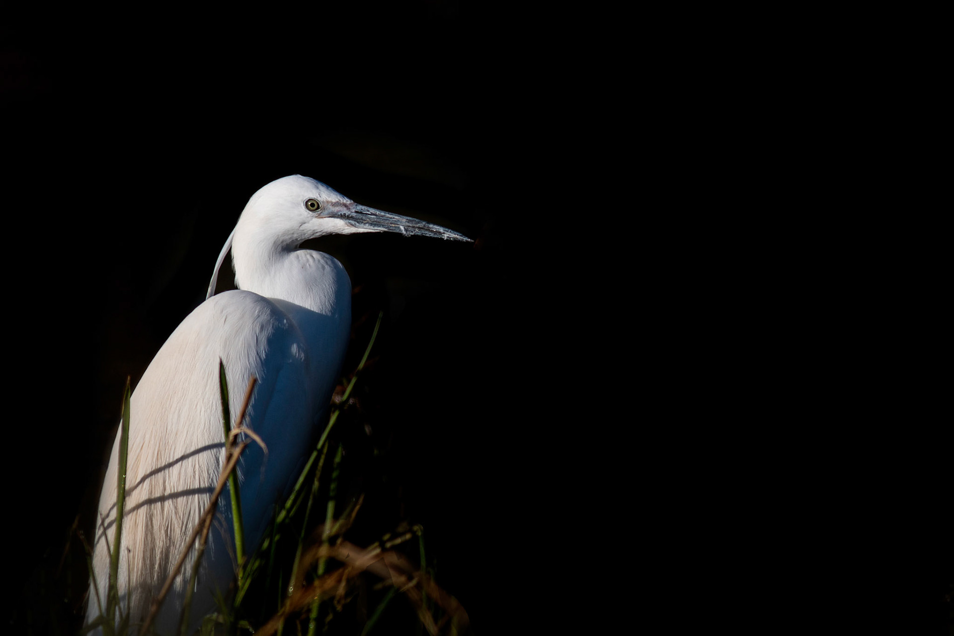 Little Egret