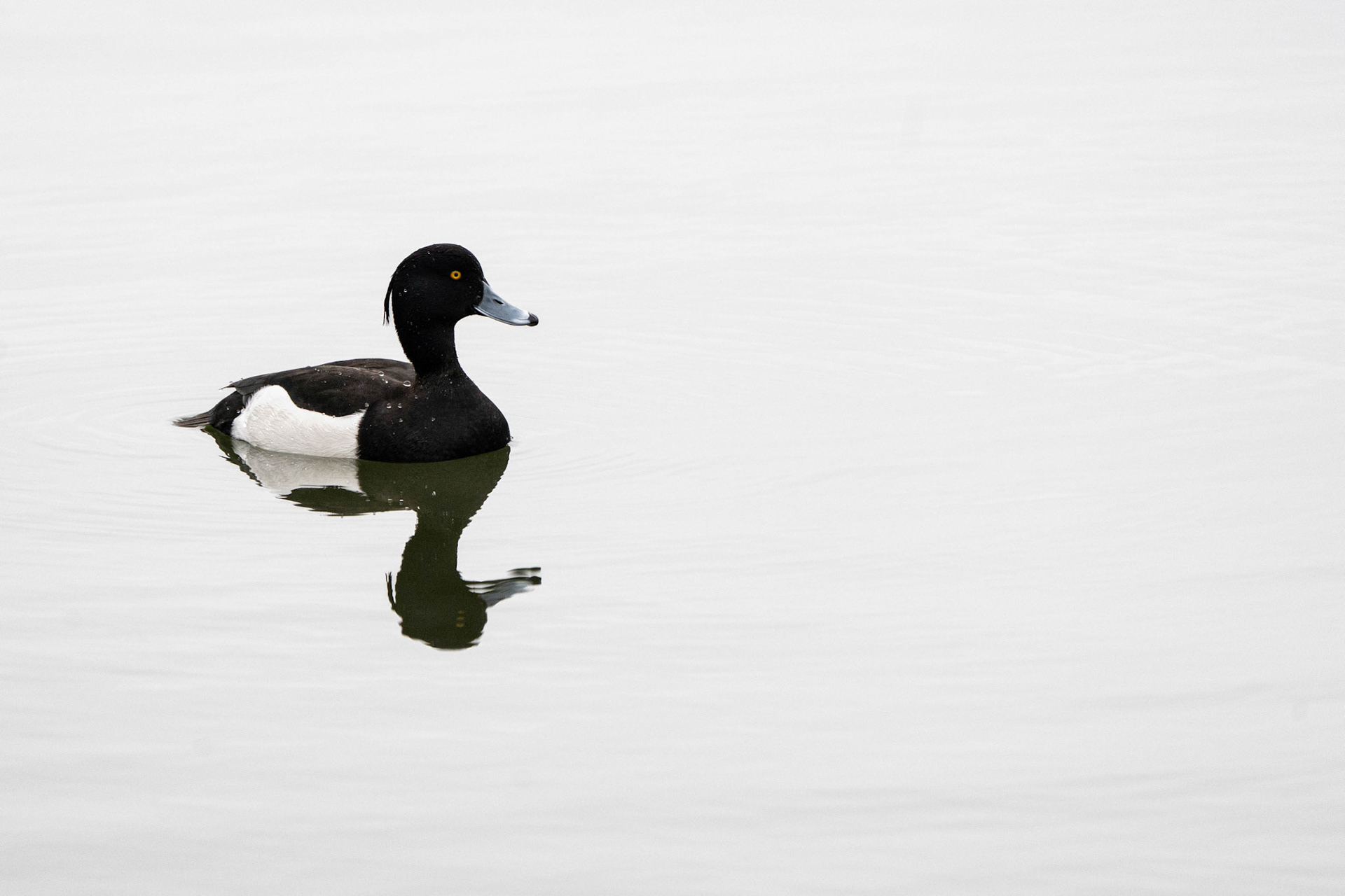 Tufted Duck