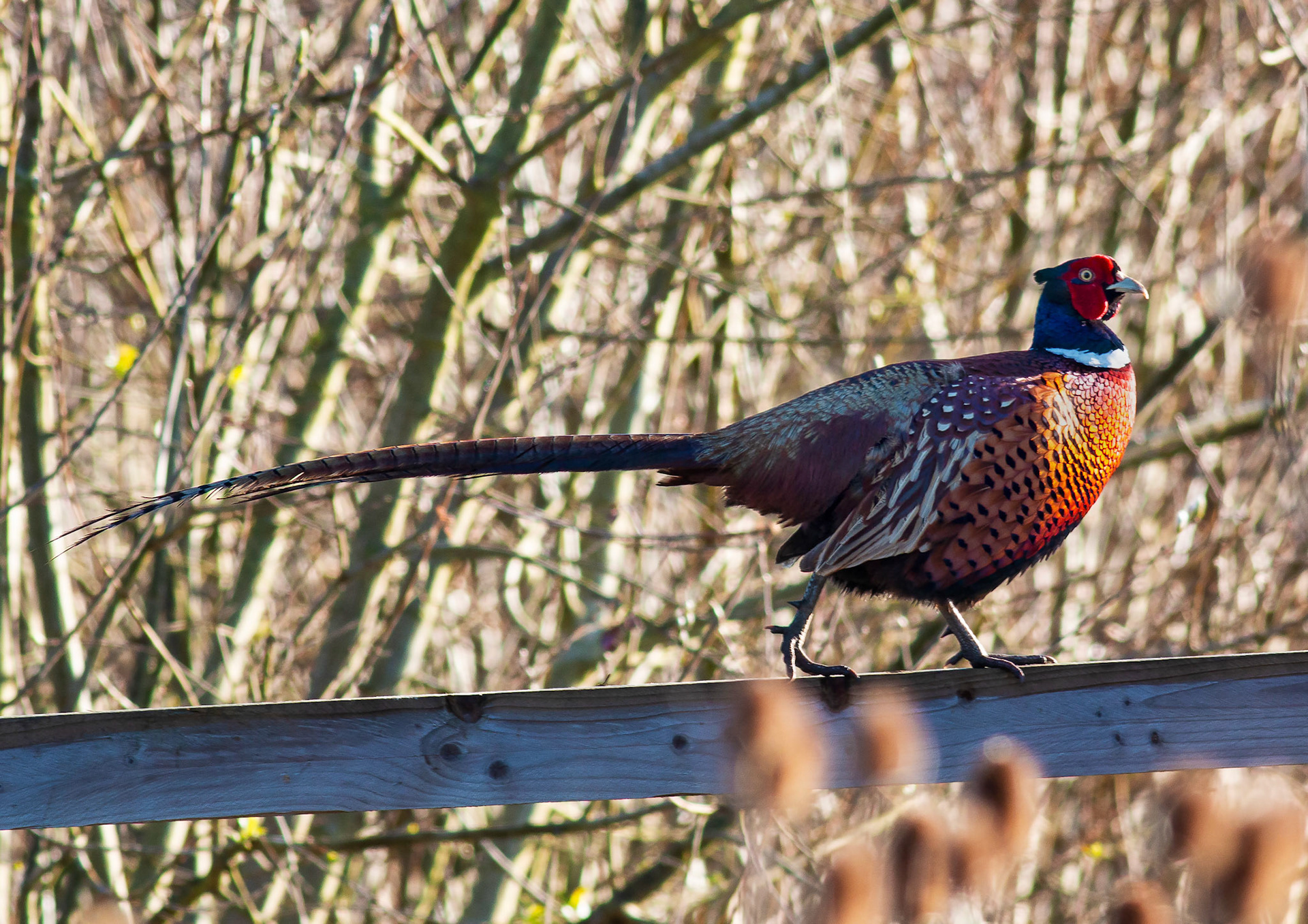 Common Pheasant