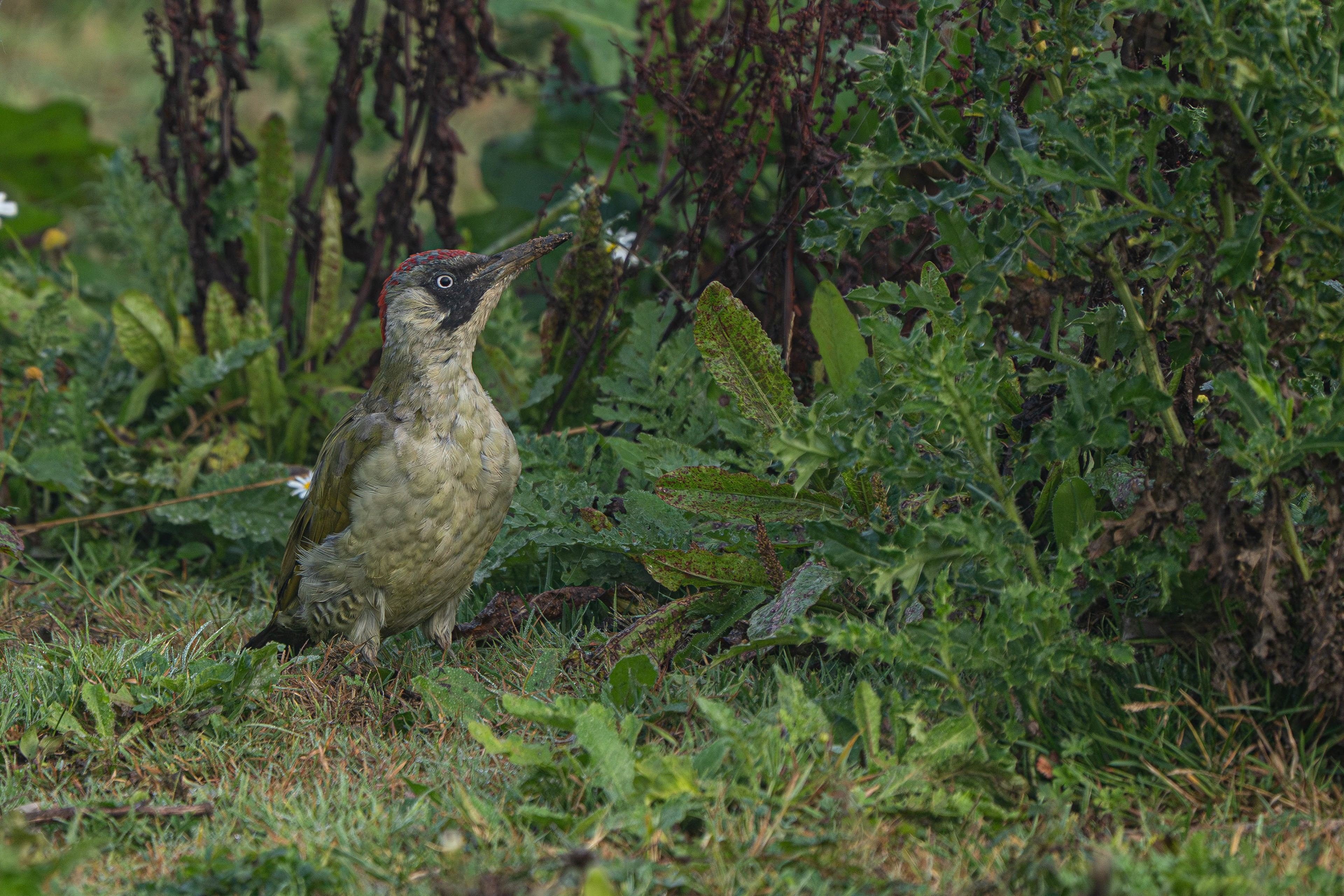 Green Woodpecker