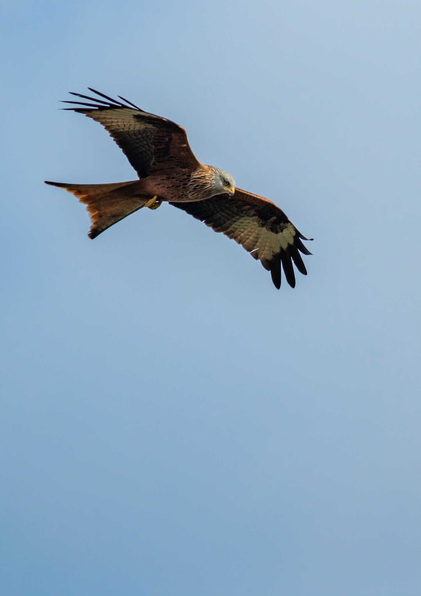 Red Kite