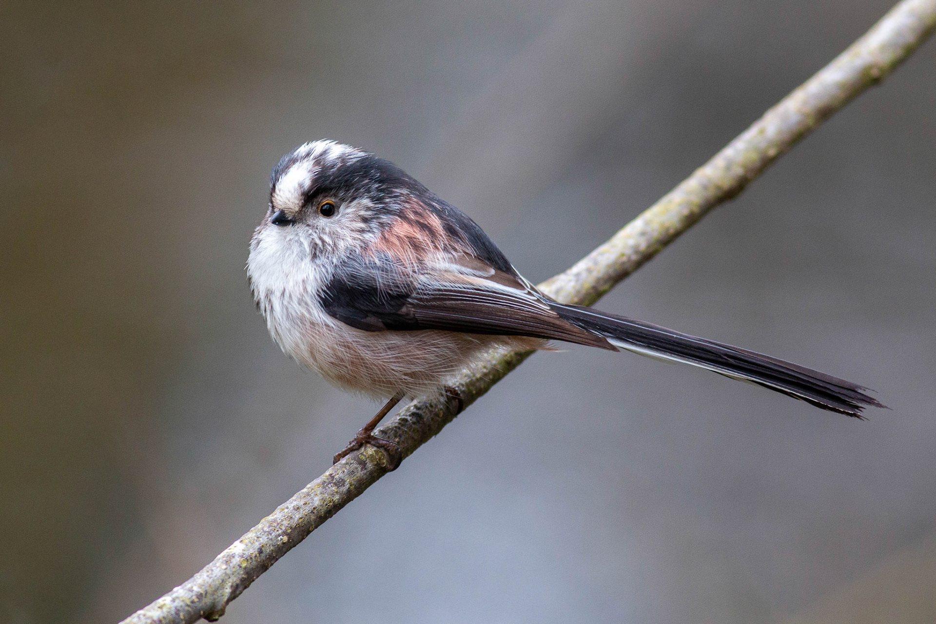 Long-Tailed Tit