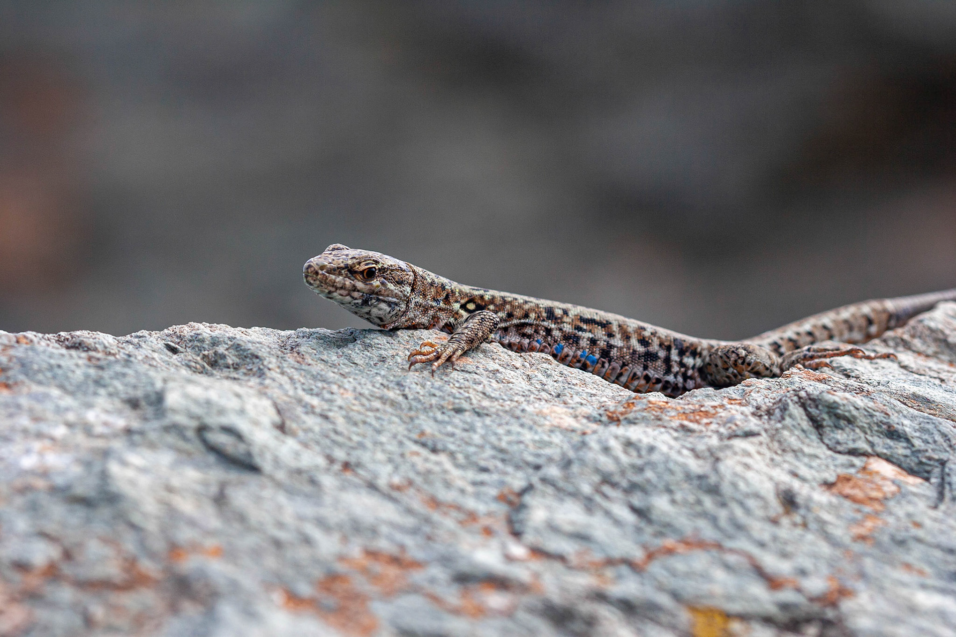 Wall Lizard - France