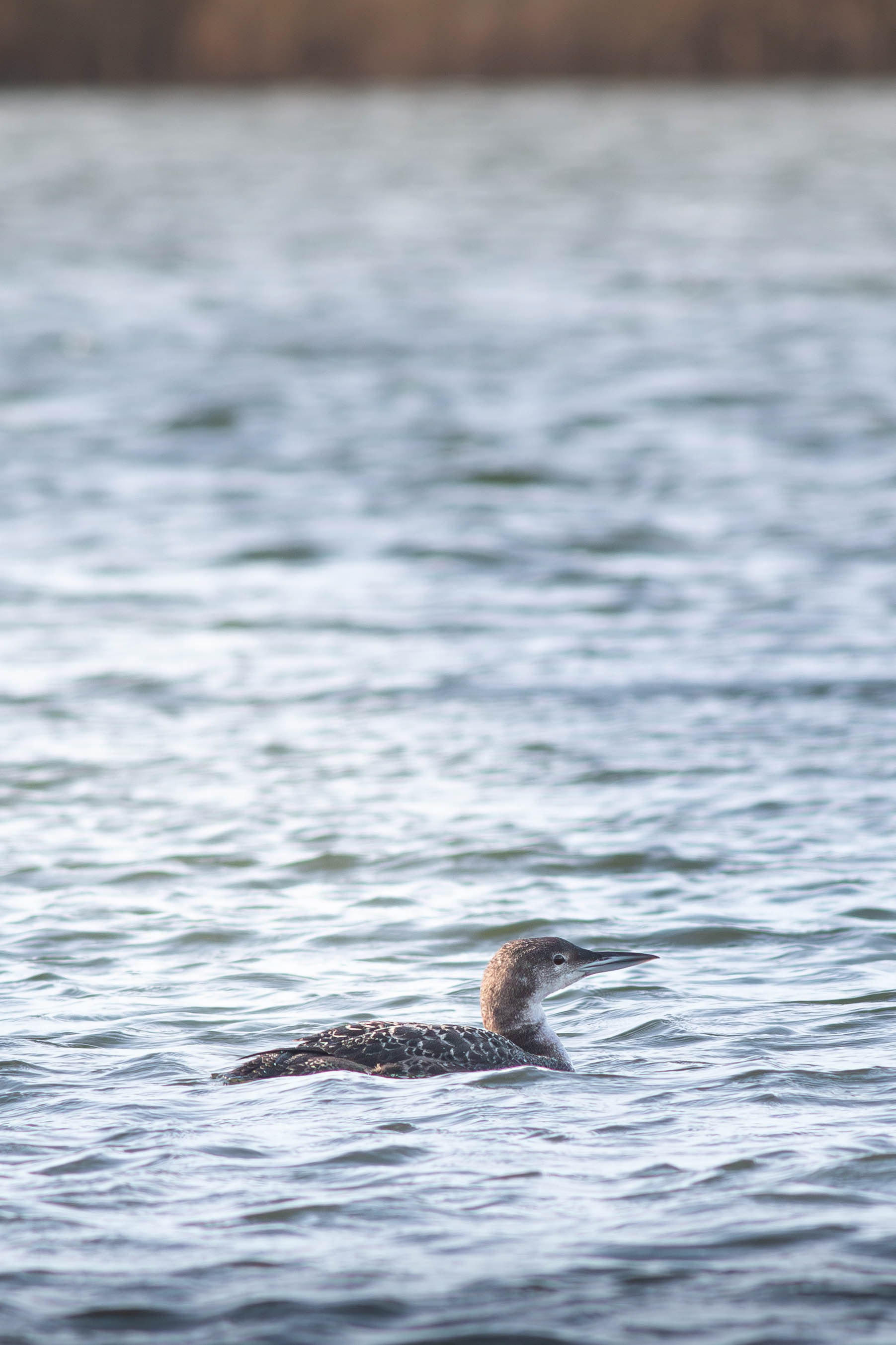 Great Northern Diver