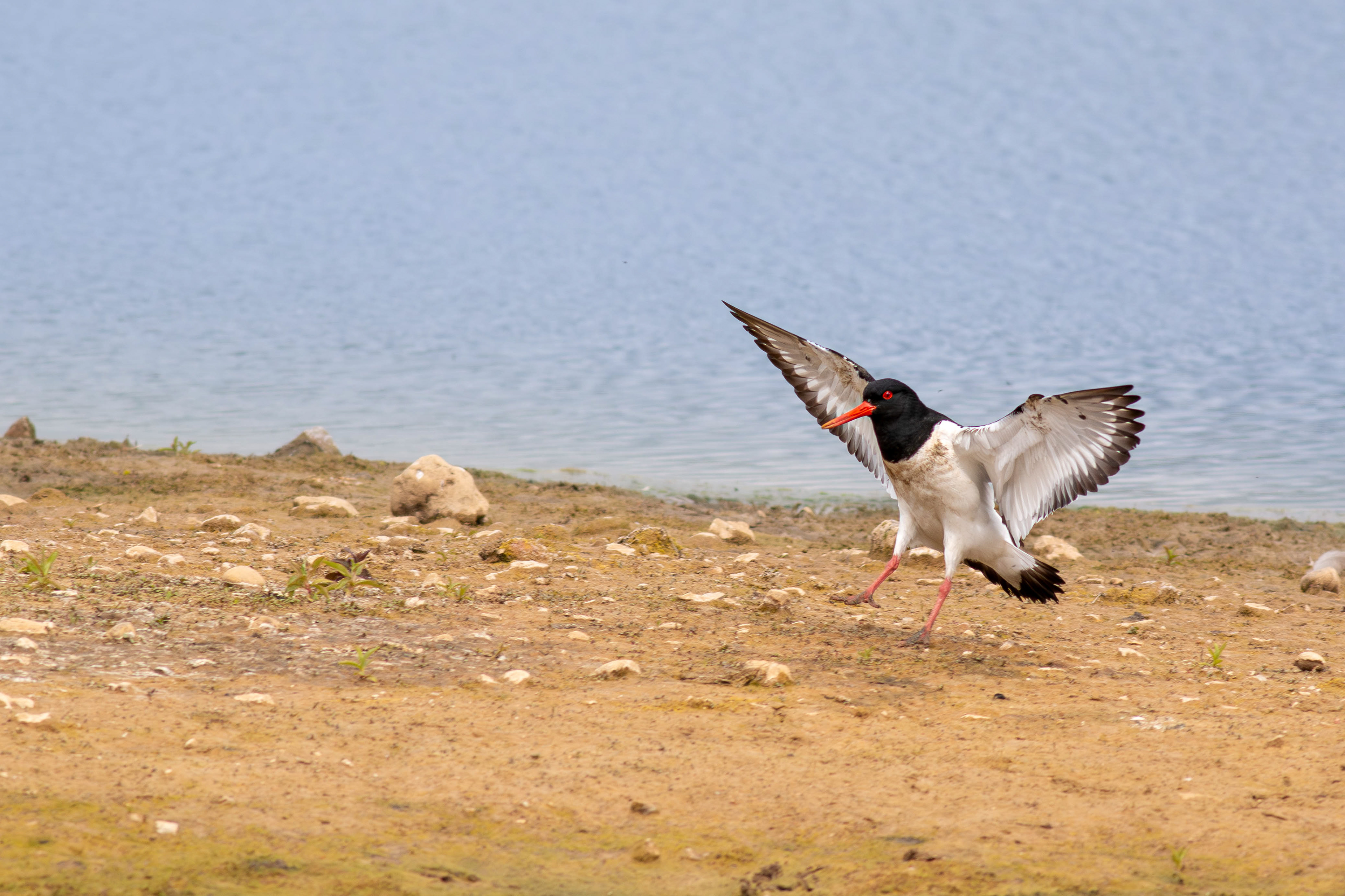 Oystercatcher