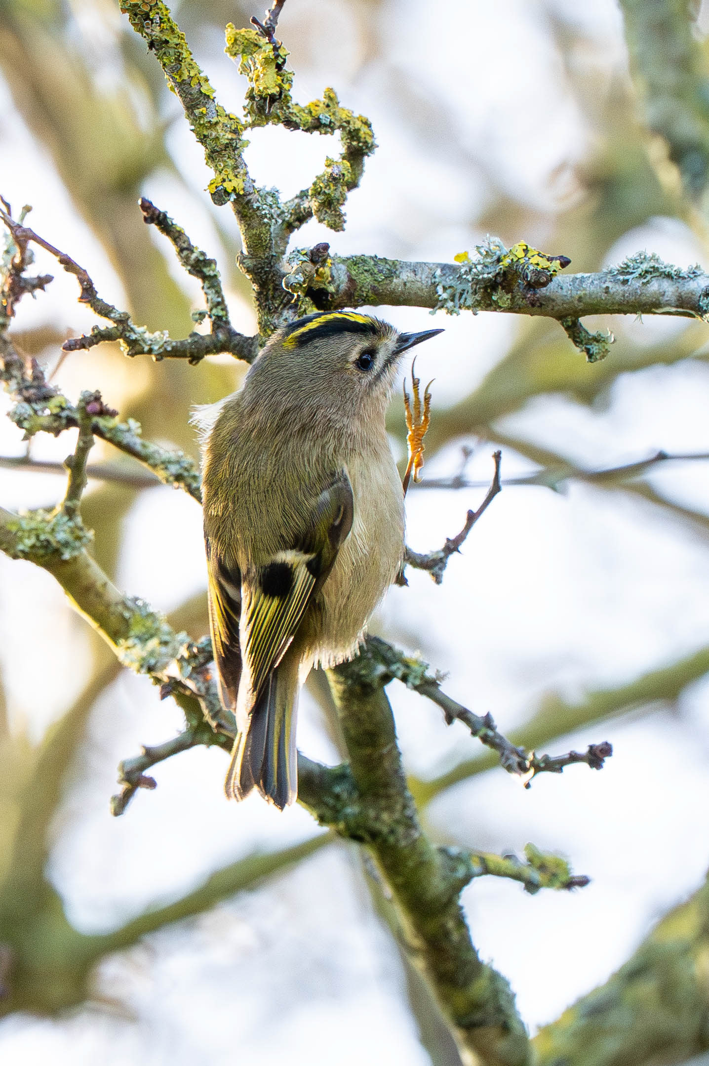 Goldcrest