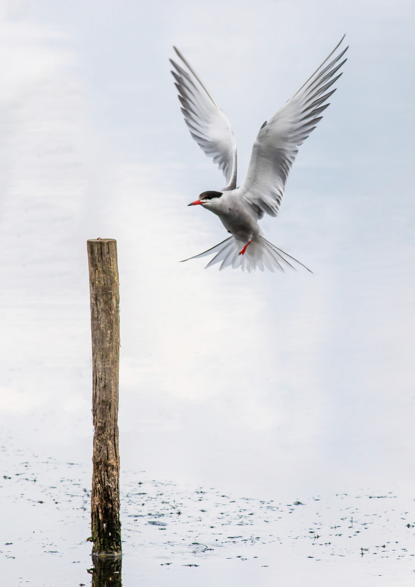 Common Tern