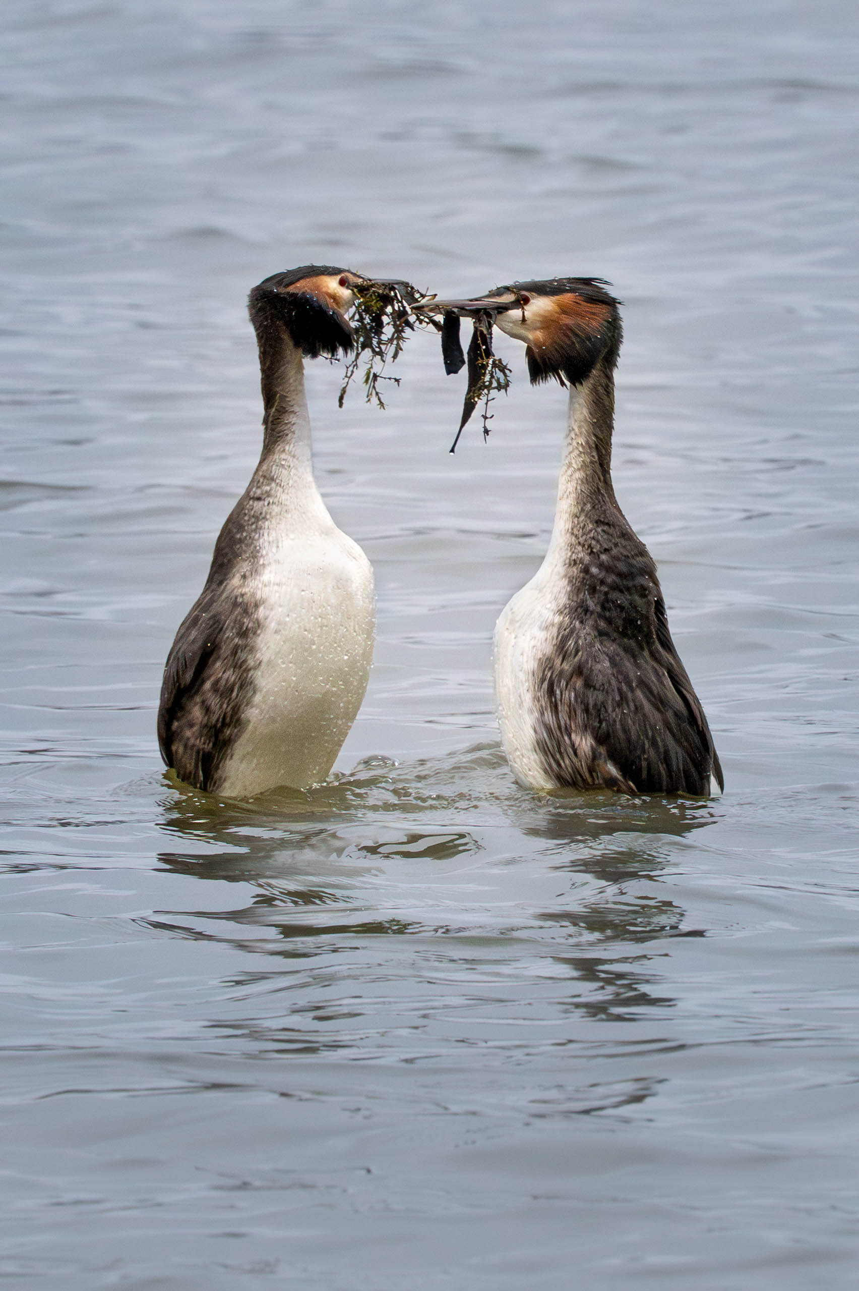Dancing Grebes