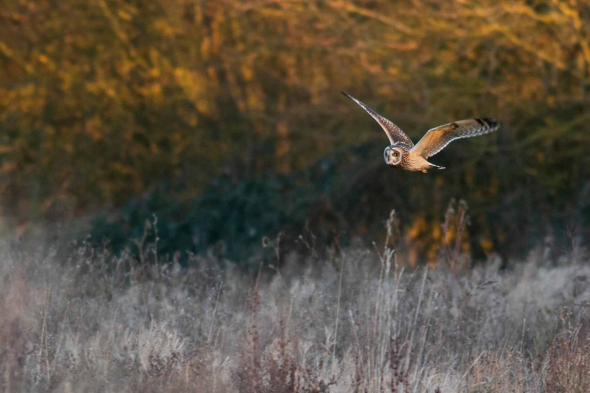 Short-eared Owl