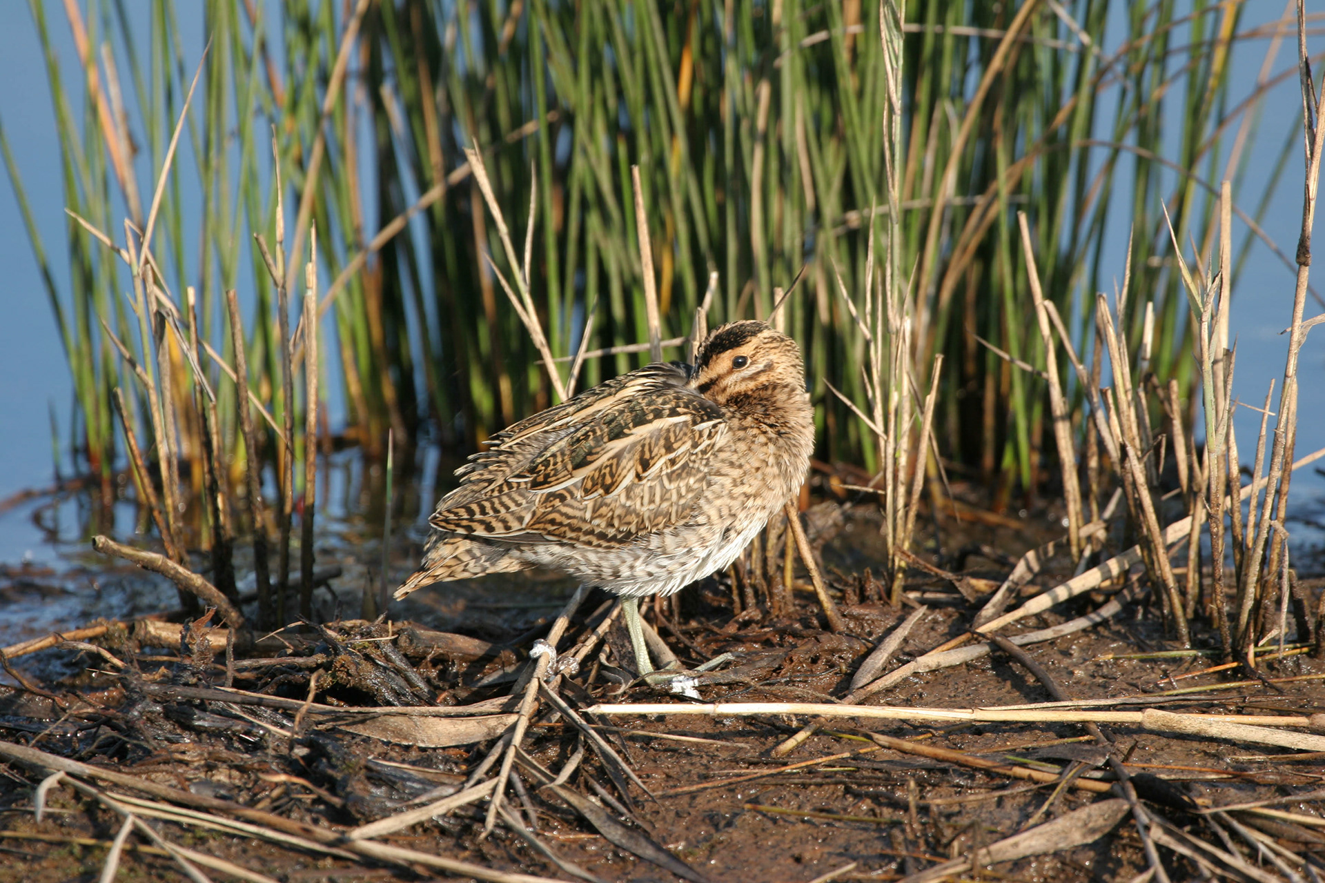 Common Snipe